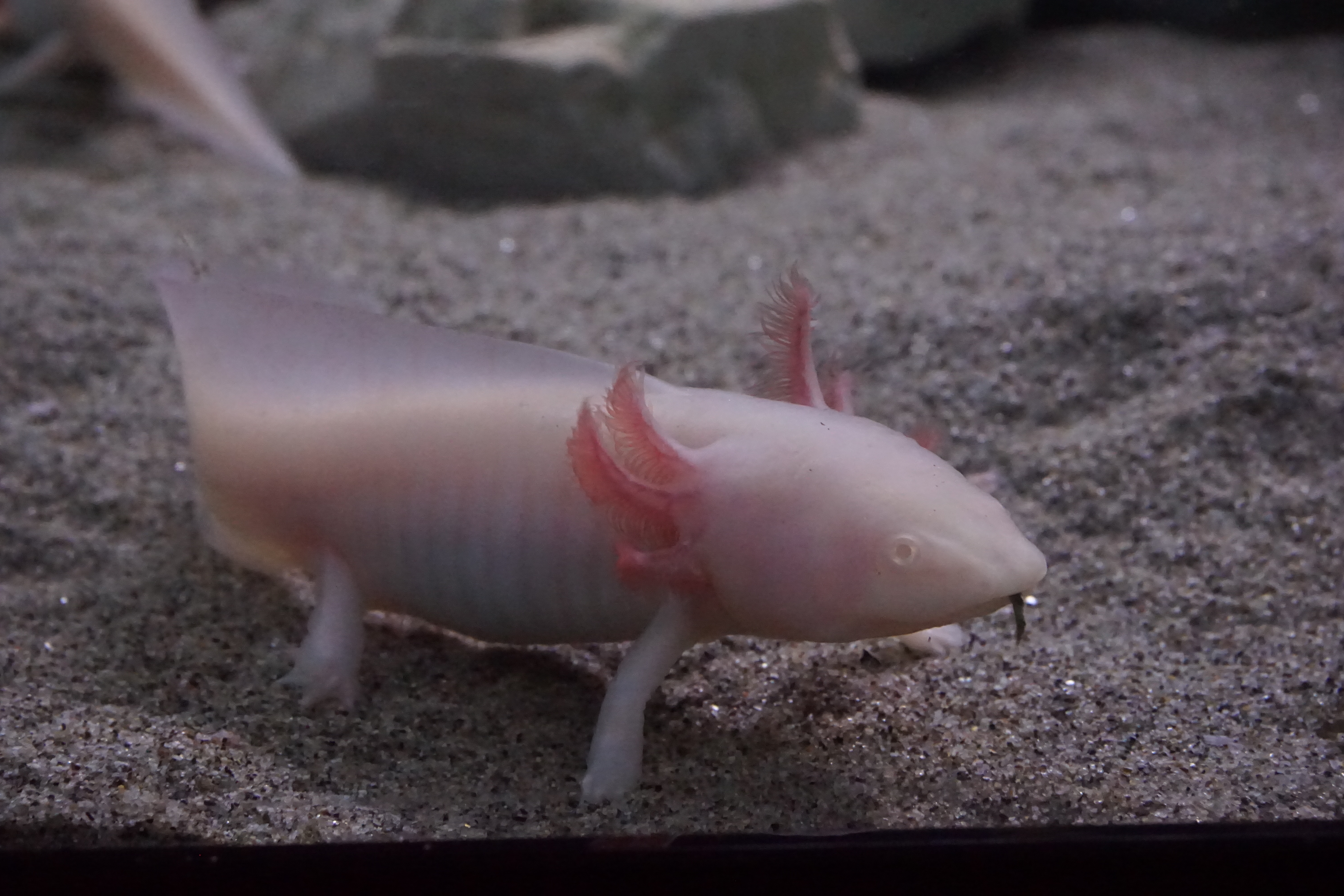 Thumbnail 4 Ambystoma mexicanum