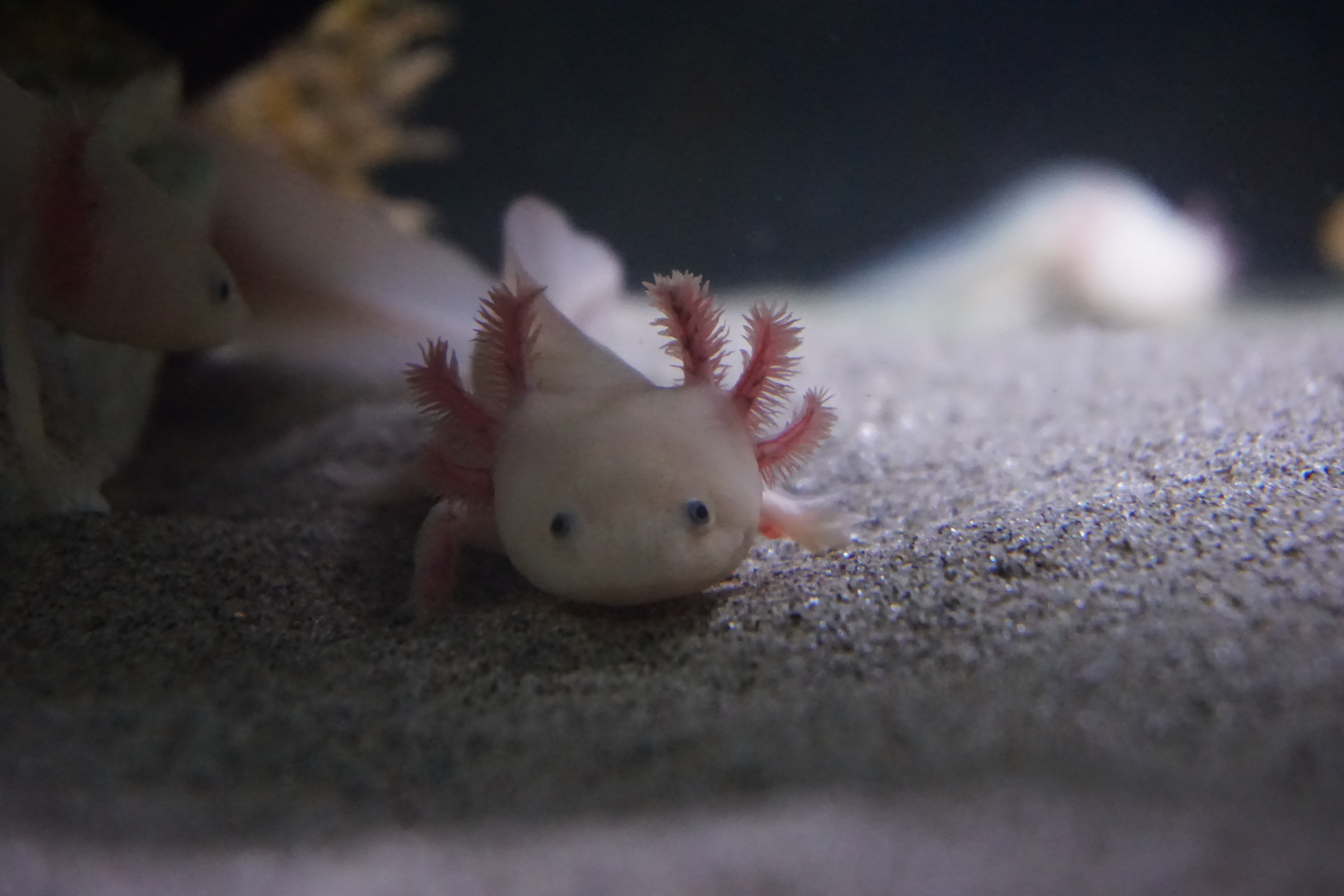 Thumbnail 5 Ambystoma mexicanum