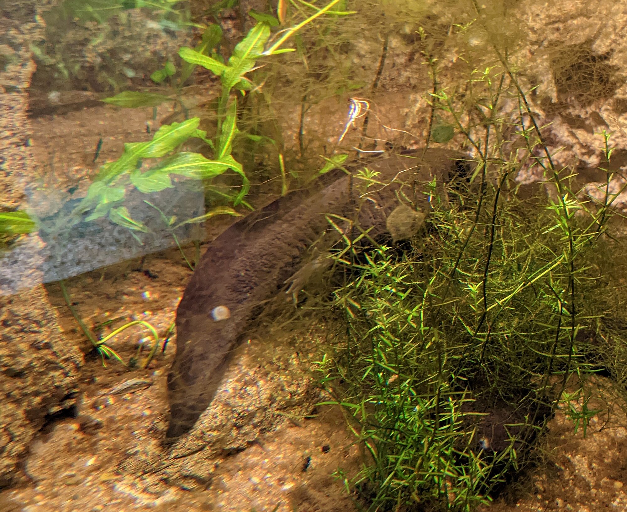 Thumbnail 6 Ambystoma mexicanum