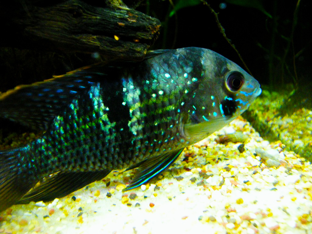 Thumbnail 2 Andinoacara pulcher