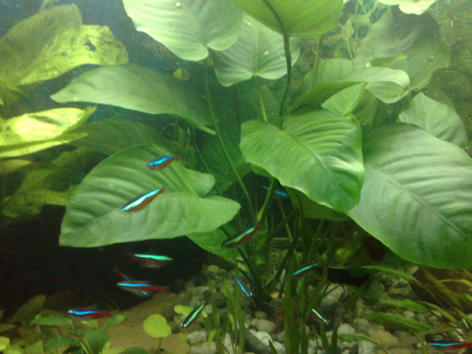 Thumbnail 2 Anubias gigantea