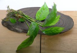 Anubias heterophylla
