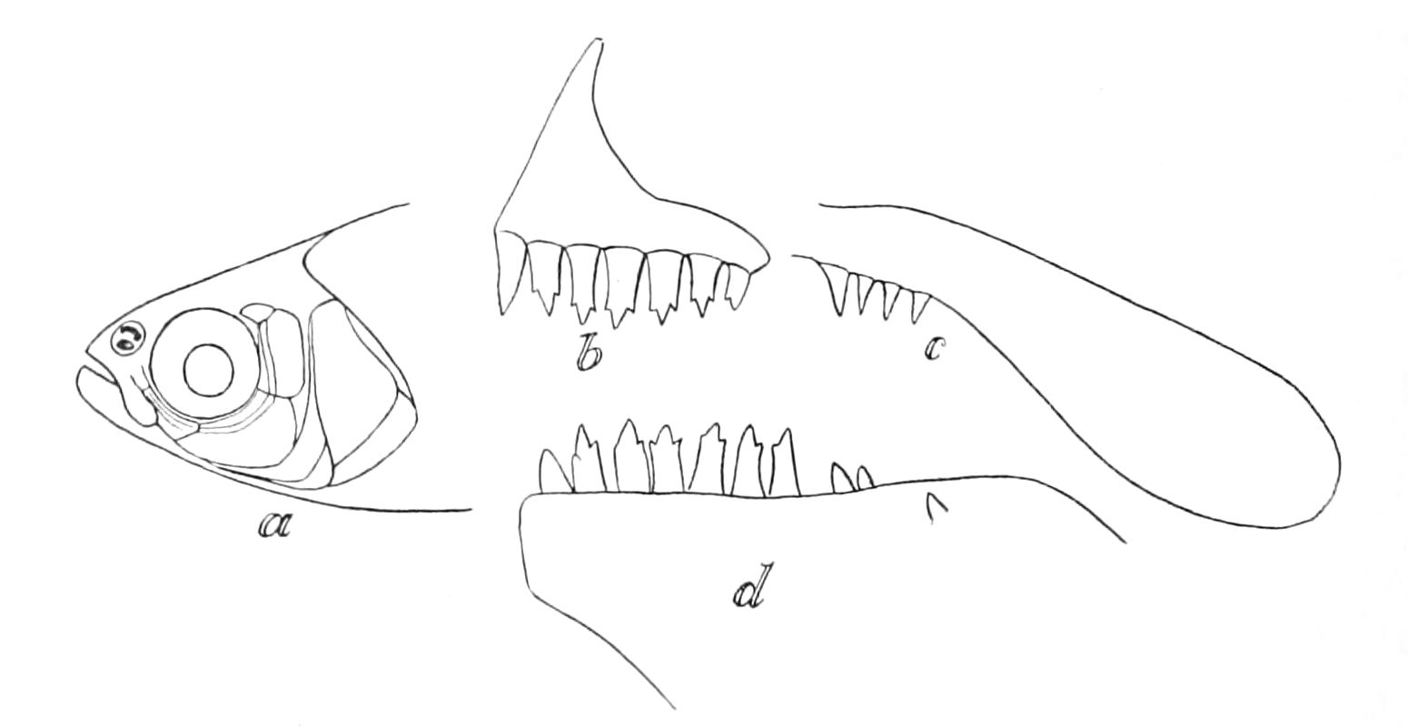 Thumbnail 3 Aphyocharax rubripinnis
