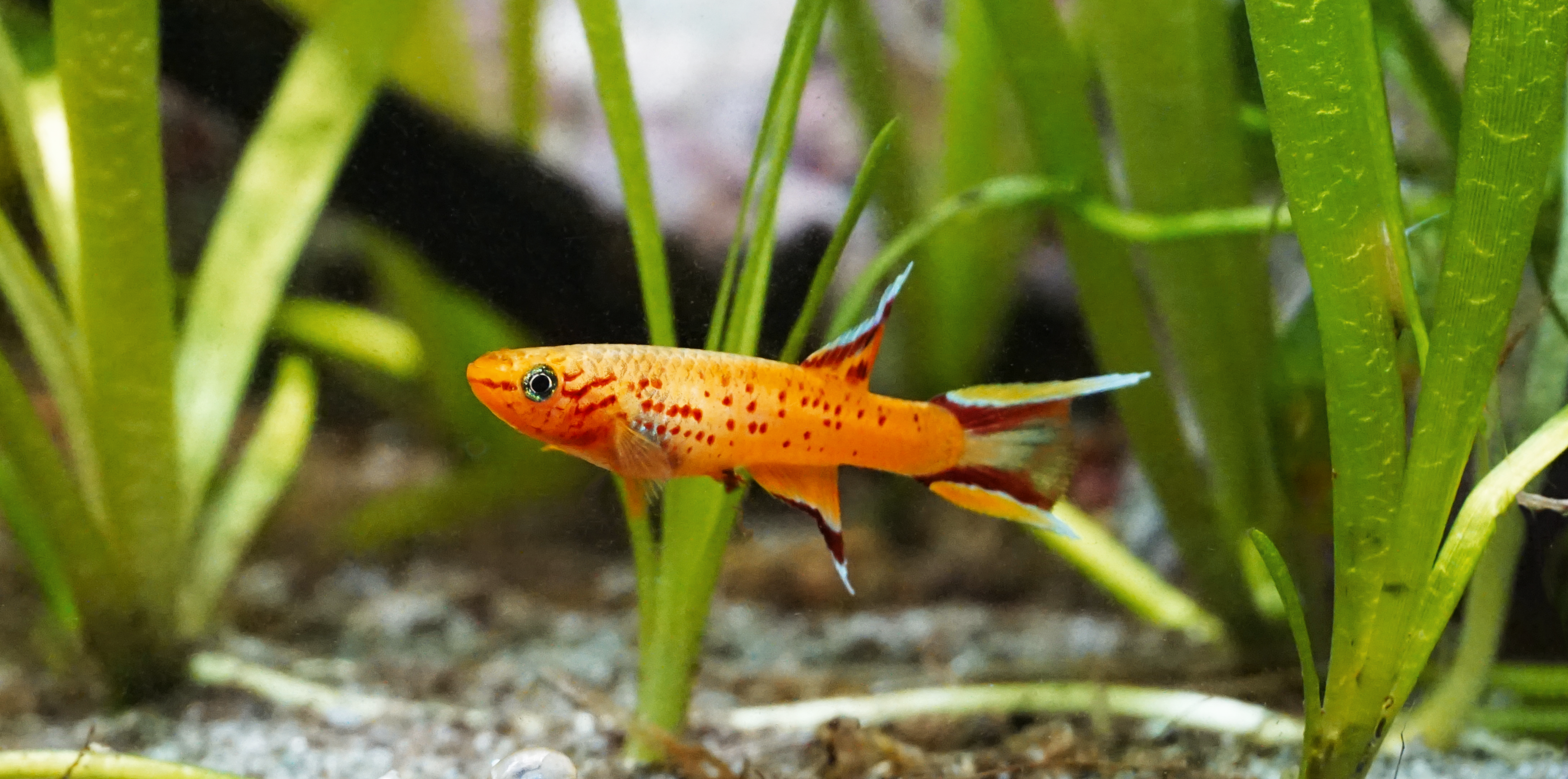 Thumbnail 2 Aphyosemion australe