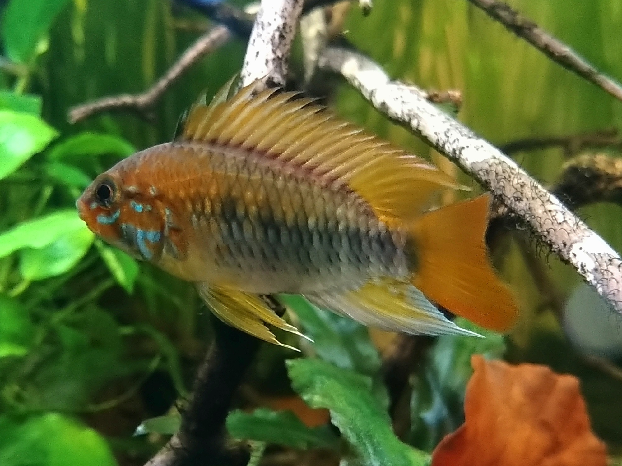 Thumbnail 2 Apistogramma macmasteri