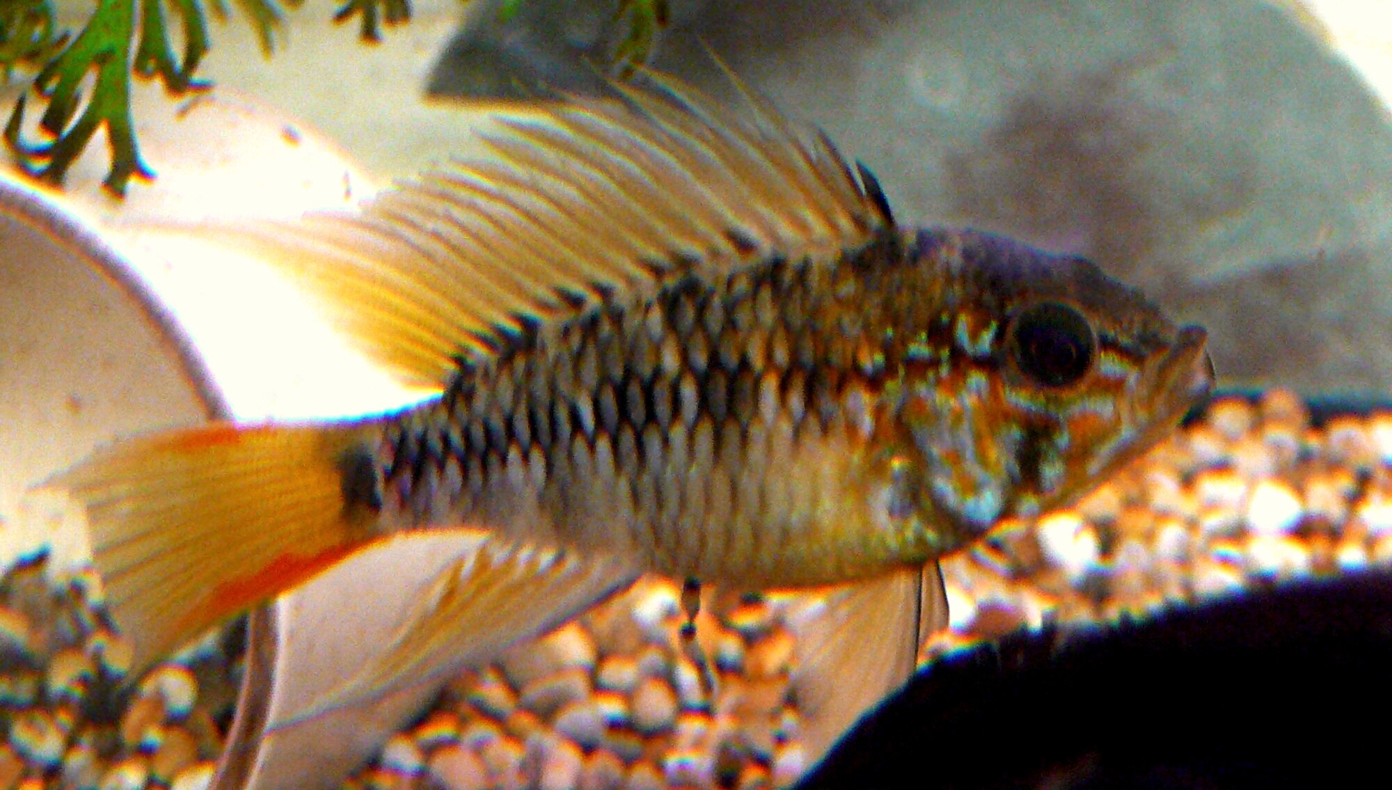 Thumbnail 4 Apistogramma macmasteri