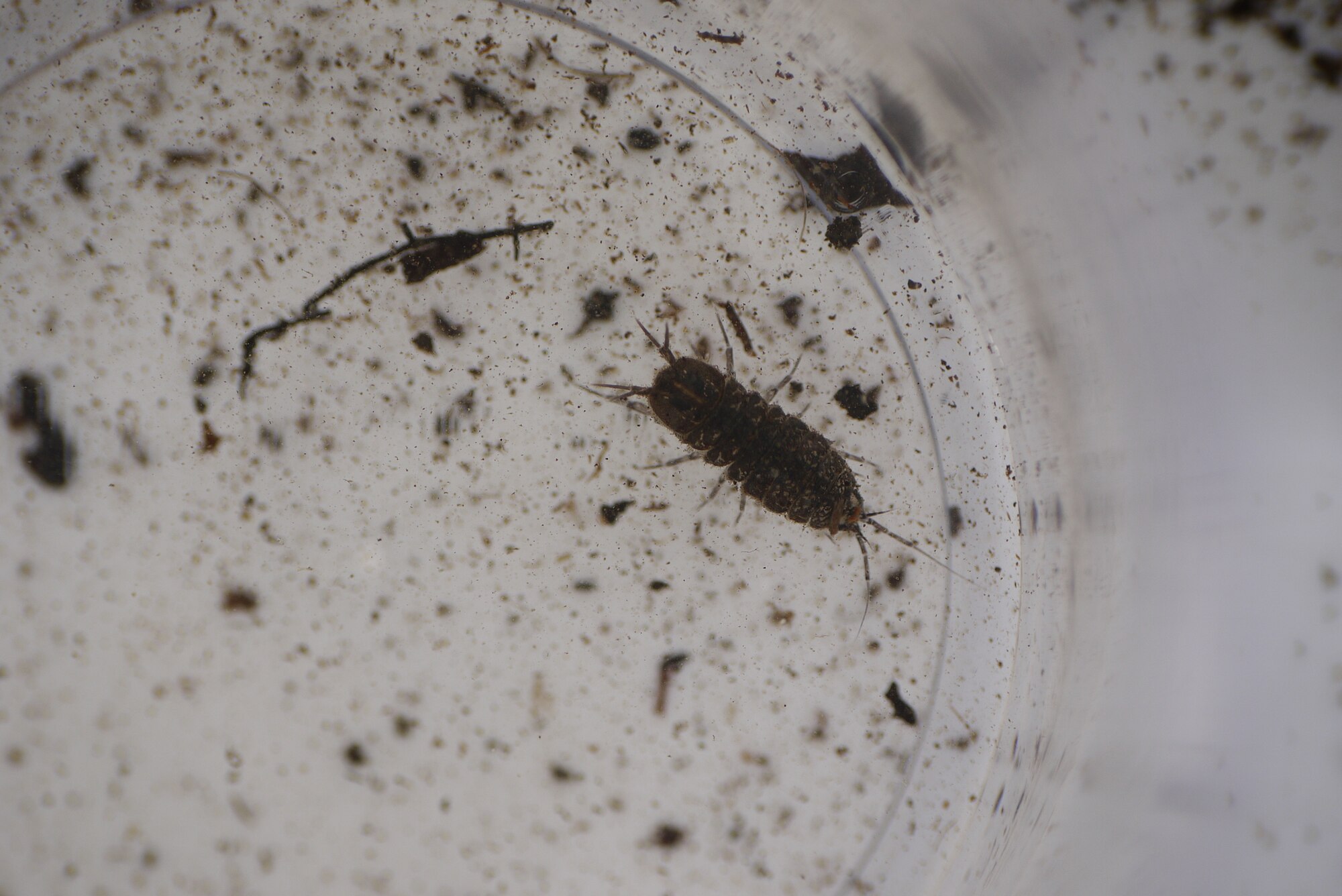 Thumbnail 2 Asellus aquaticus