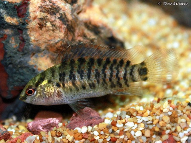 Thumbnail 7 Badis badis