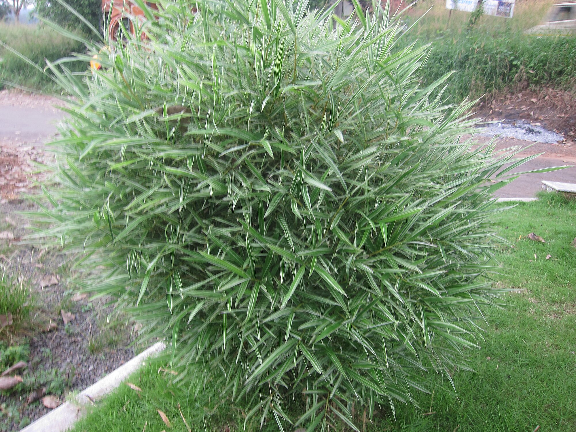 Thumbnail 2 Blyxa aubertii
