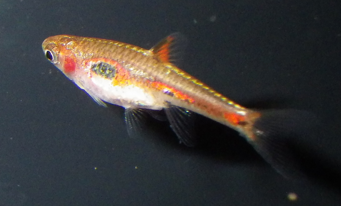 Thumbnail 3 Boraras merah