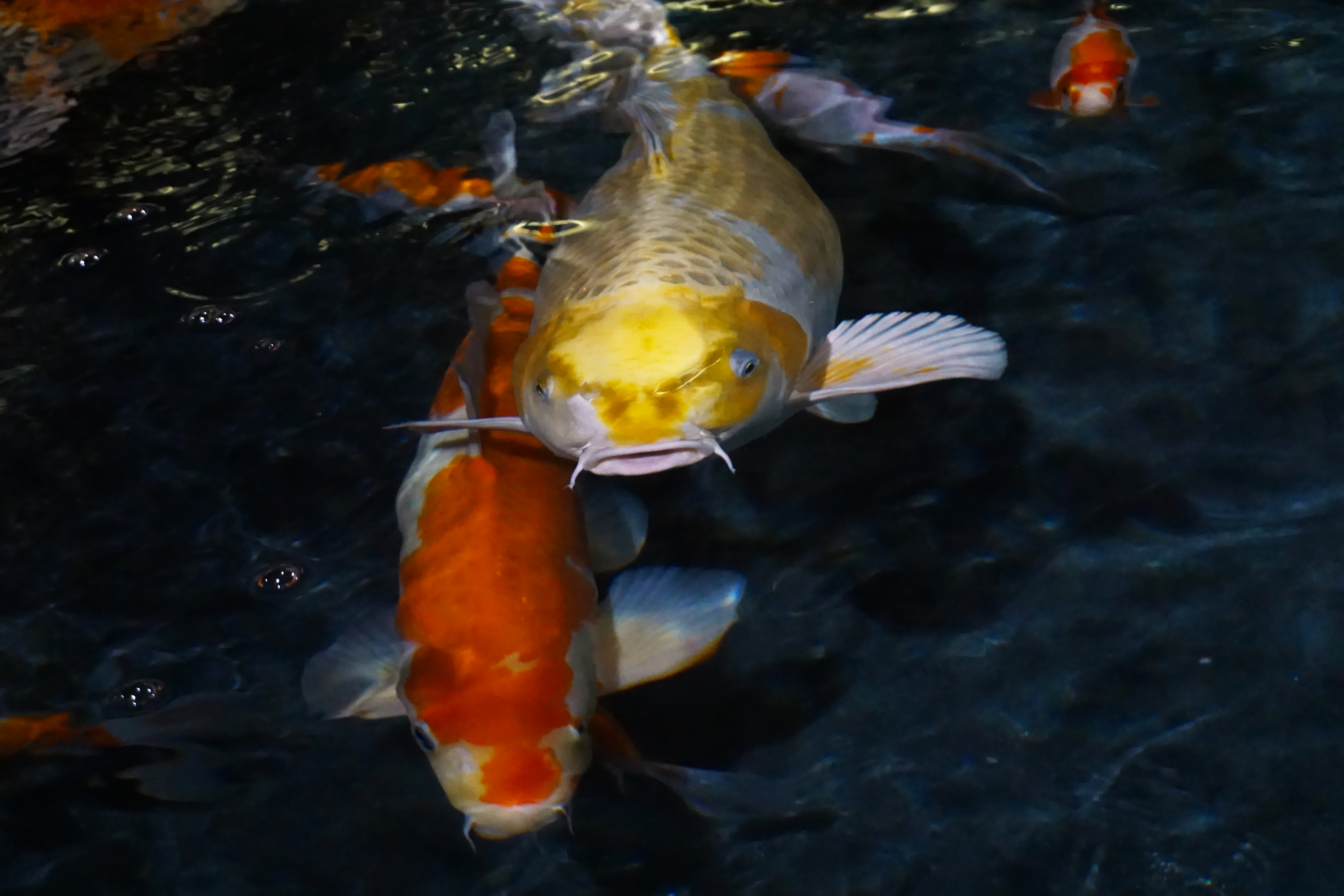 Thumbnail 2 Carassius auratus