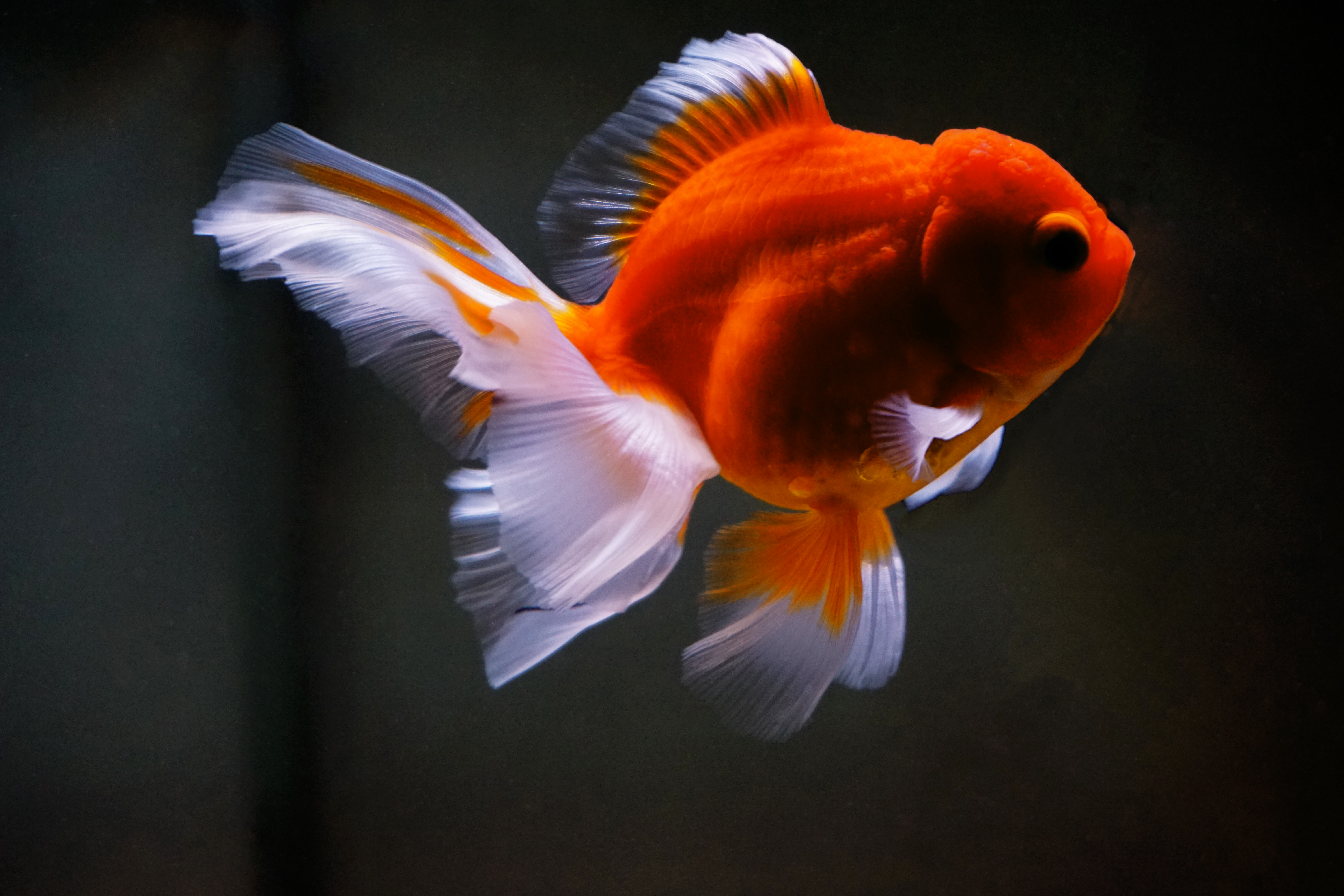 Thumbnail 4 Carassius auratus