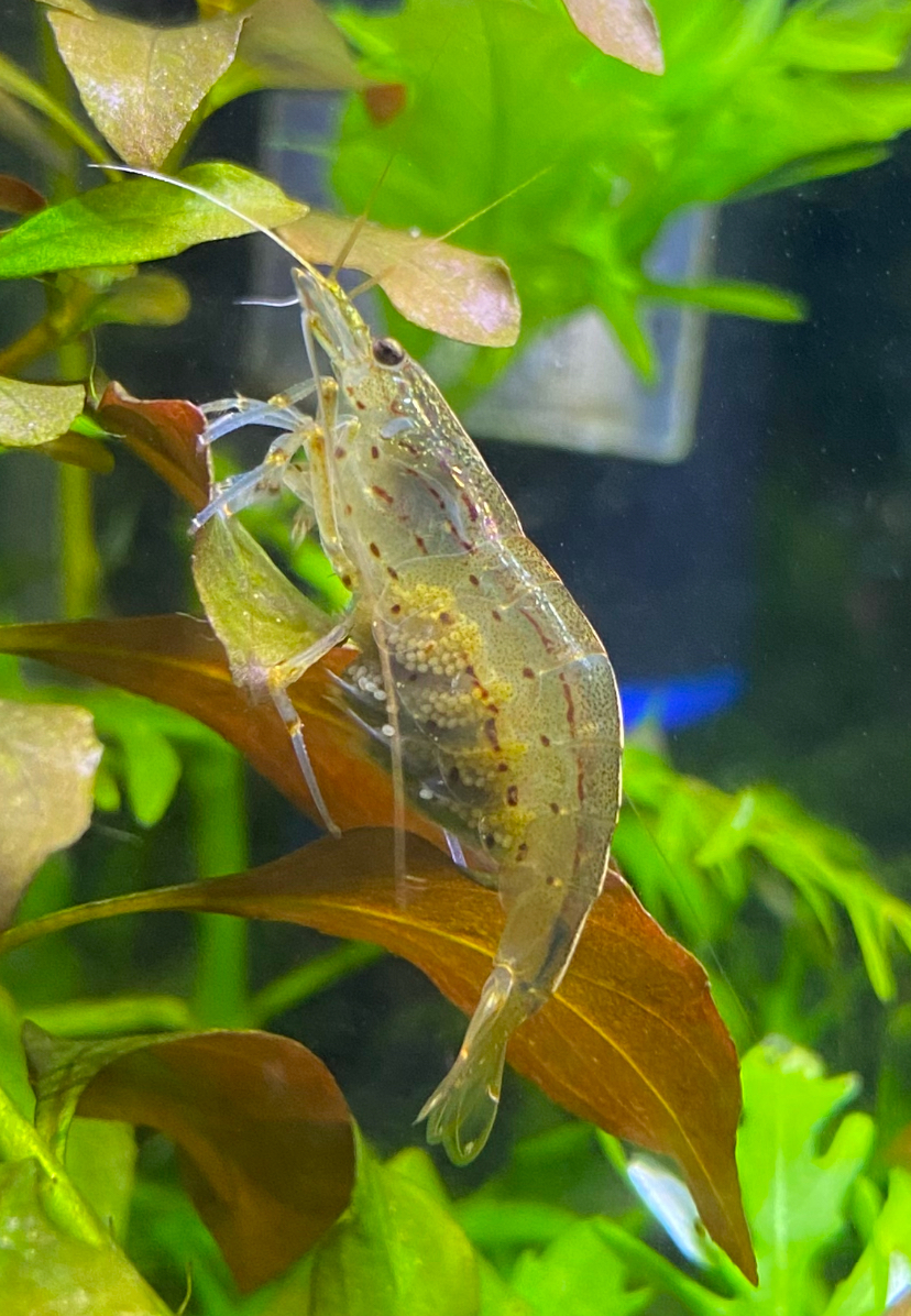 Thumbnail 2 Caridina multidentata