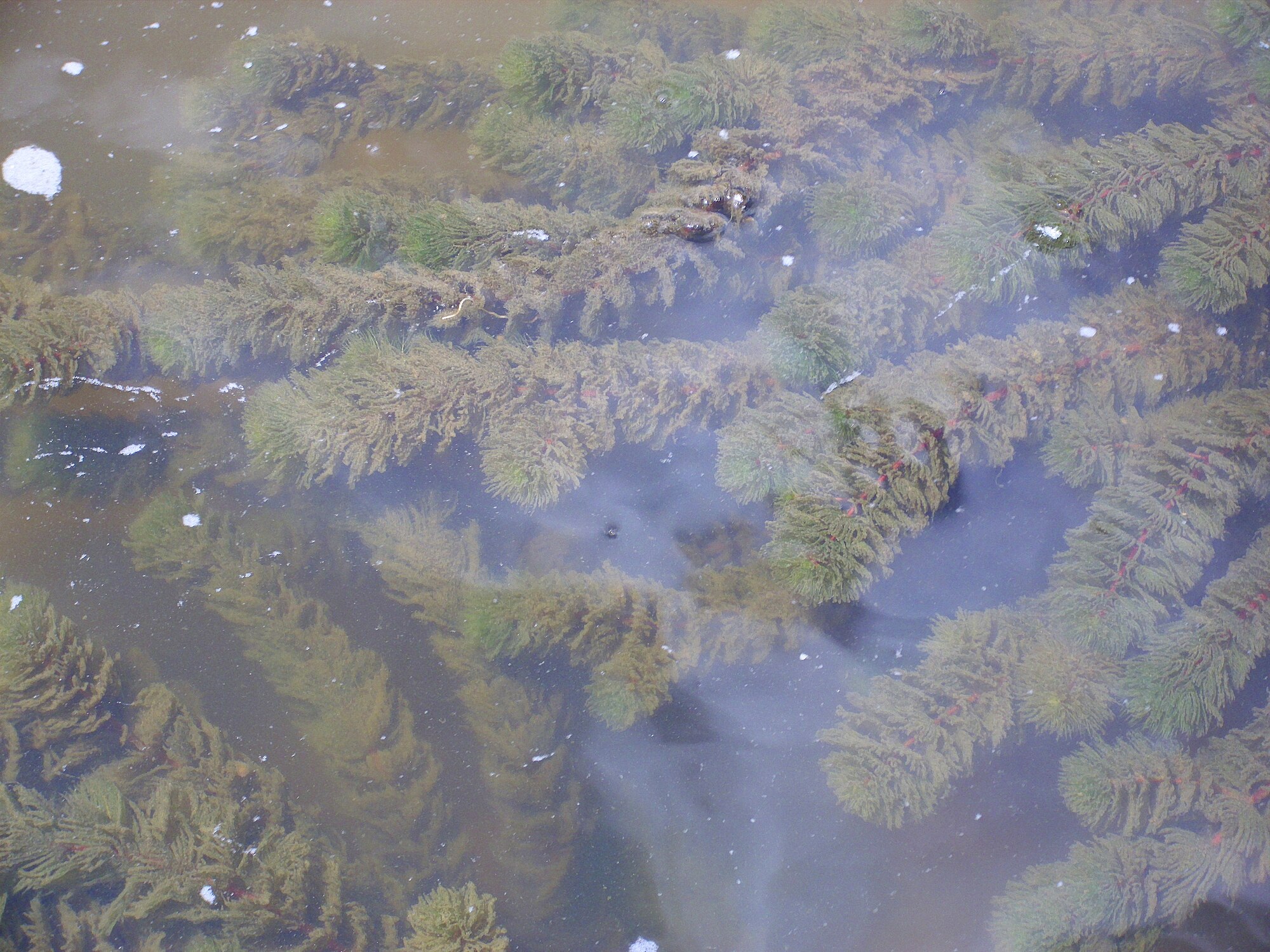 Thumbnail 3 Ceratophyllum demersum