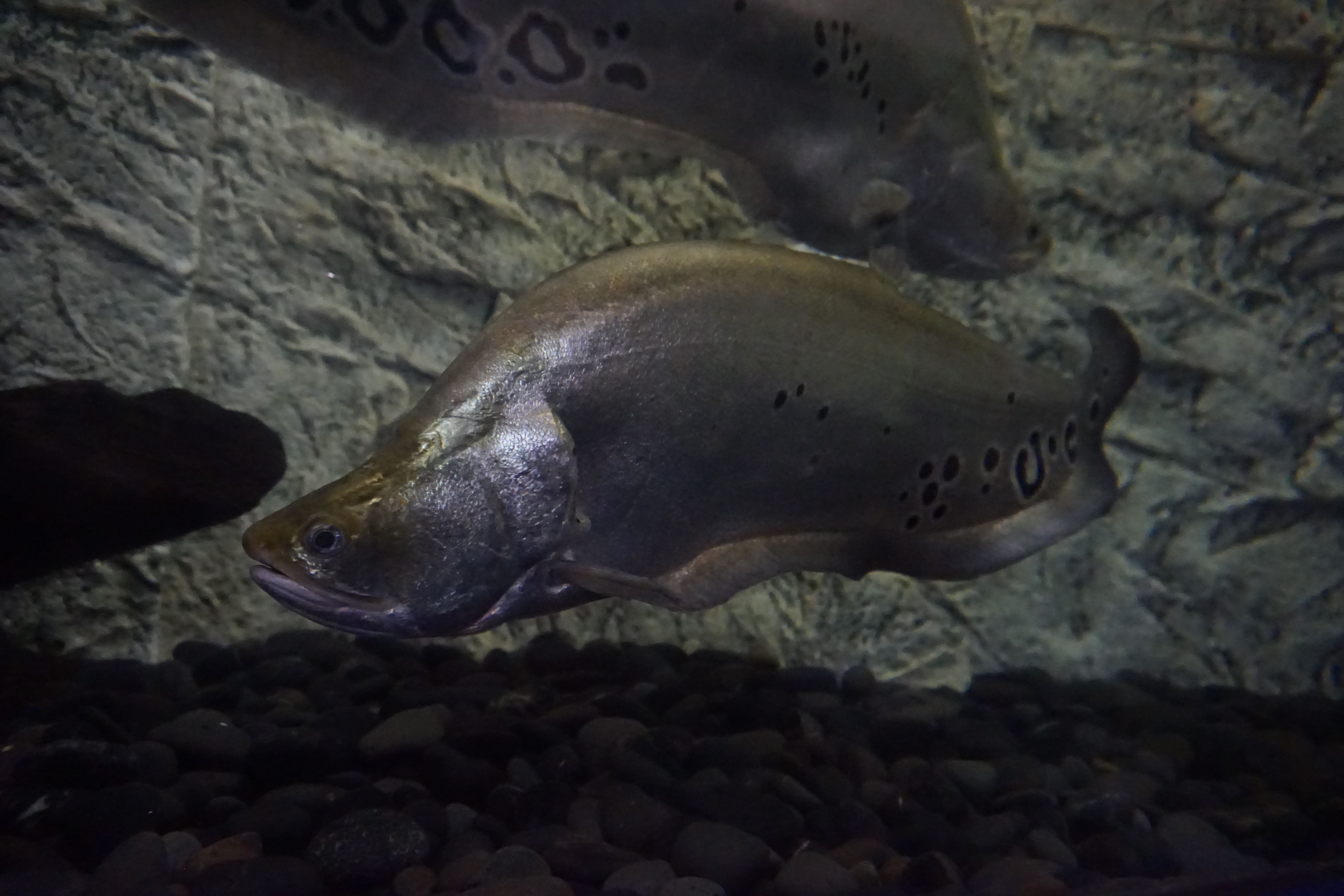 Thumbnail 4 Chitala ornata