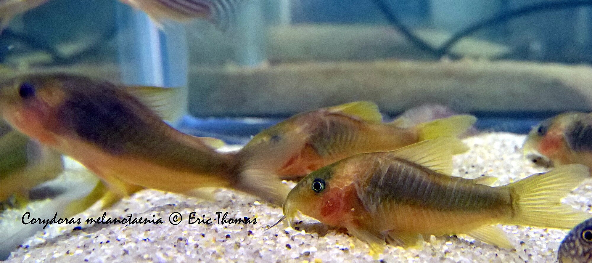 Thumbnail 3 Corydoras melanotaenia