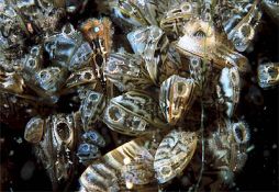 Dreissena polymorpha