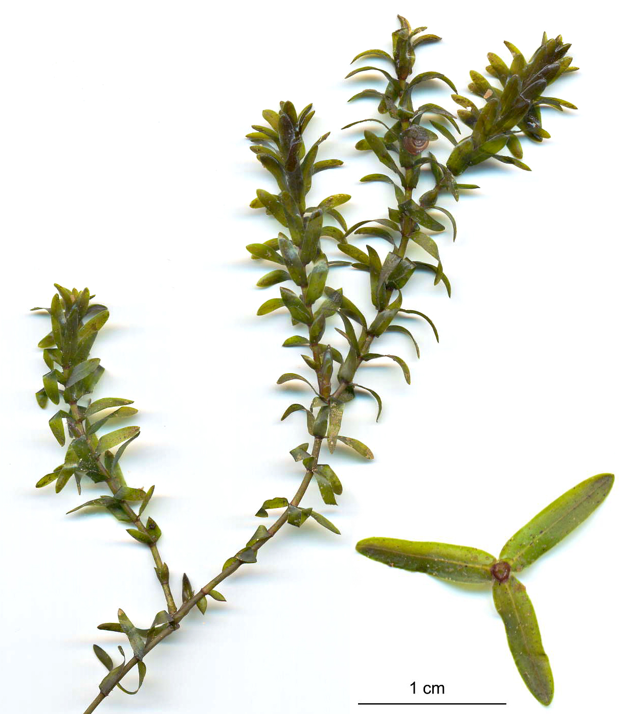 Thumbnail 2 Elodea canadensis