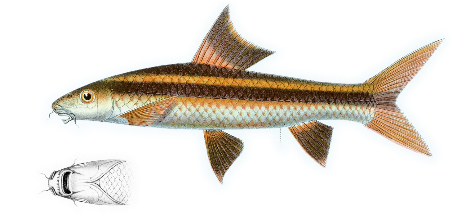 Thumbnail 2 Epalzeorhynchos kalopterus