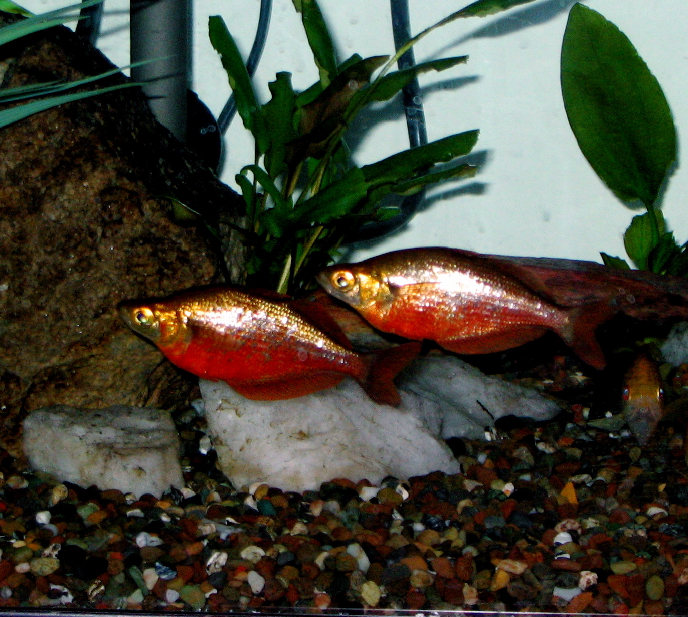 Thumbnail 3 Glossolepis incisus