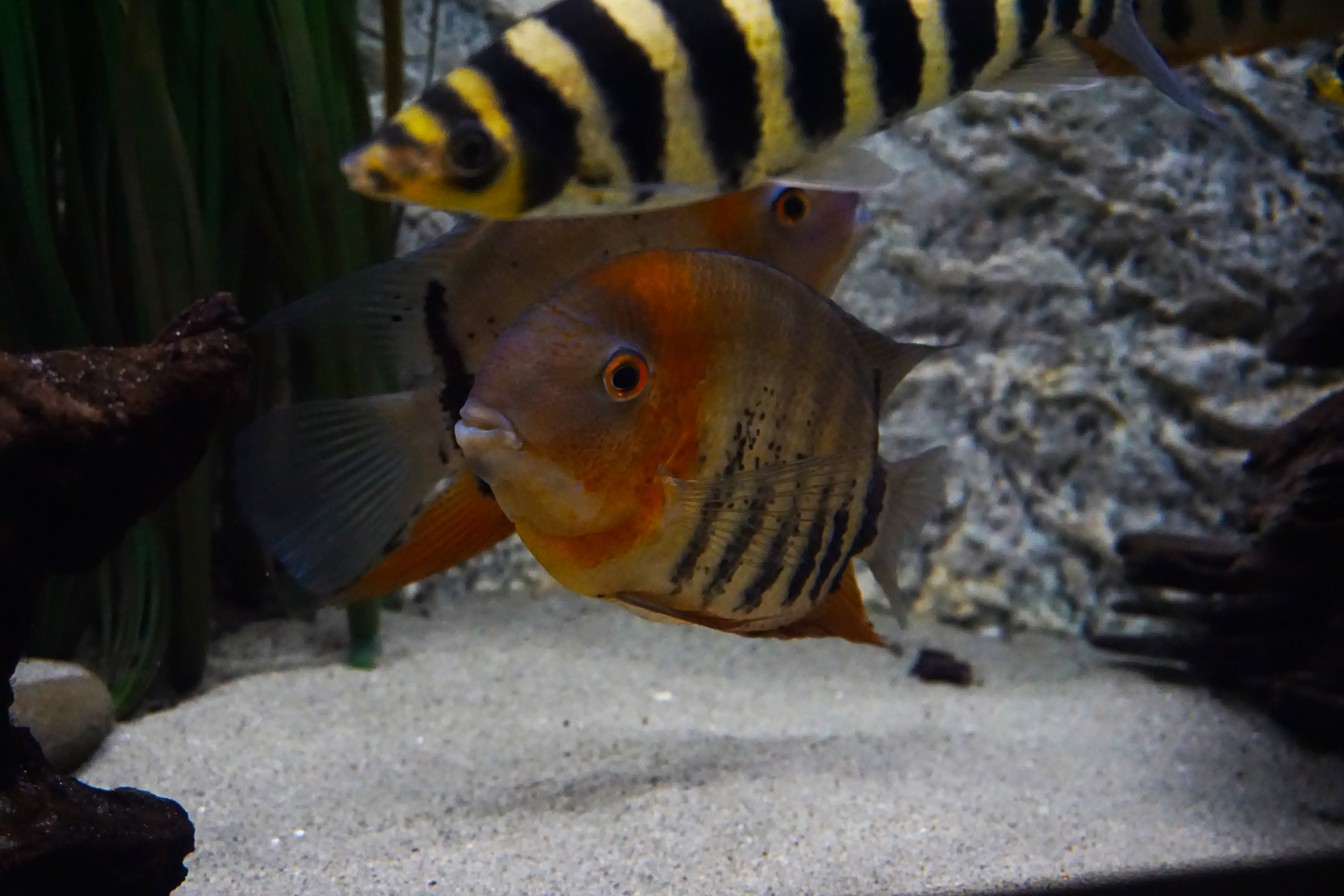 Thumbnail 2 Heros severus