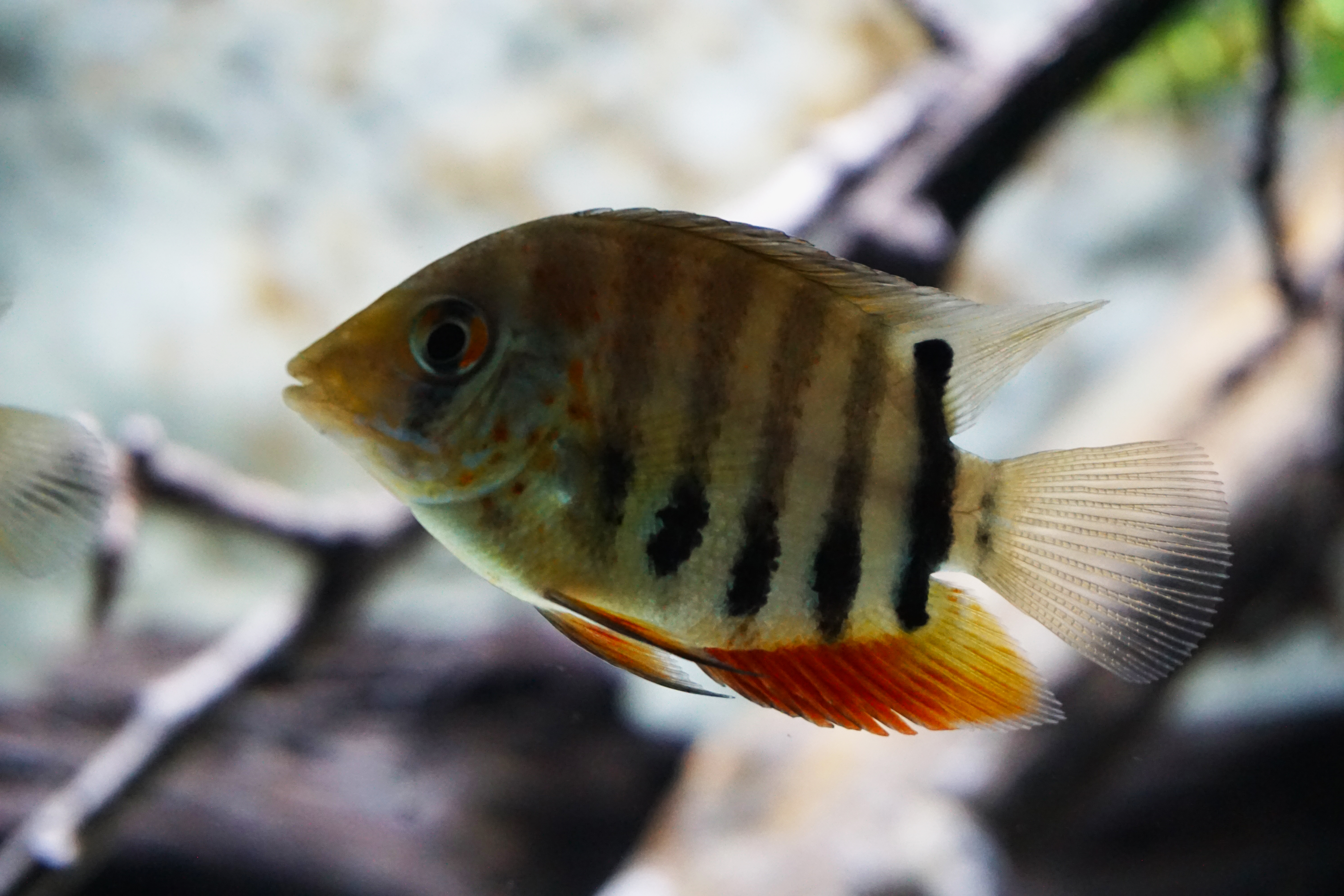 Thumbnail 3 Heros severus