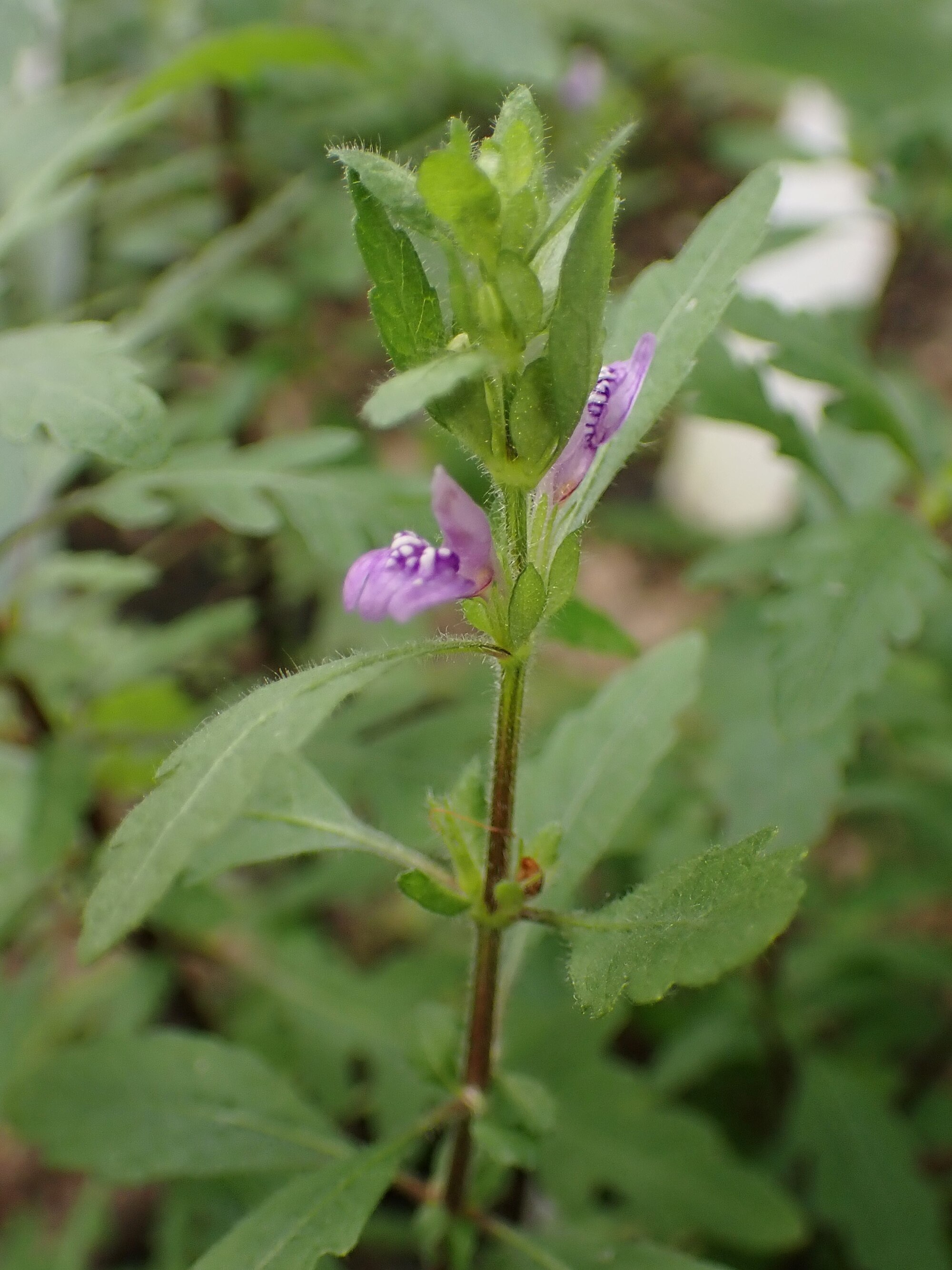 Thumbnail 2 Hygrophila pinnatifida