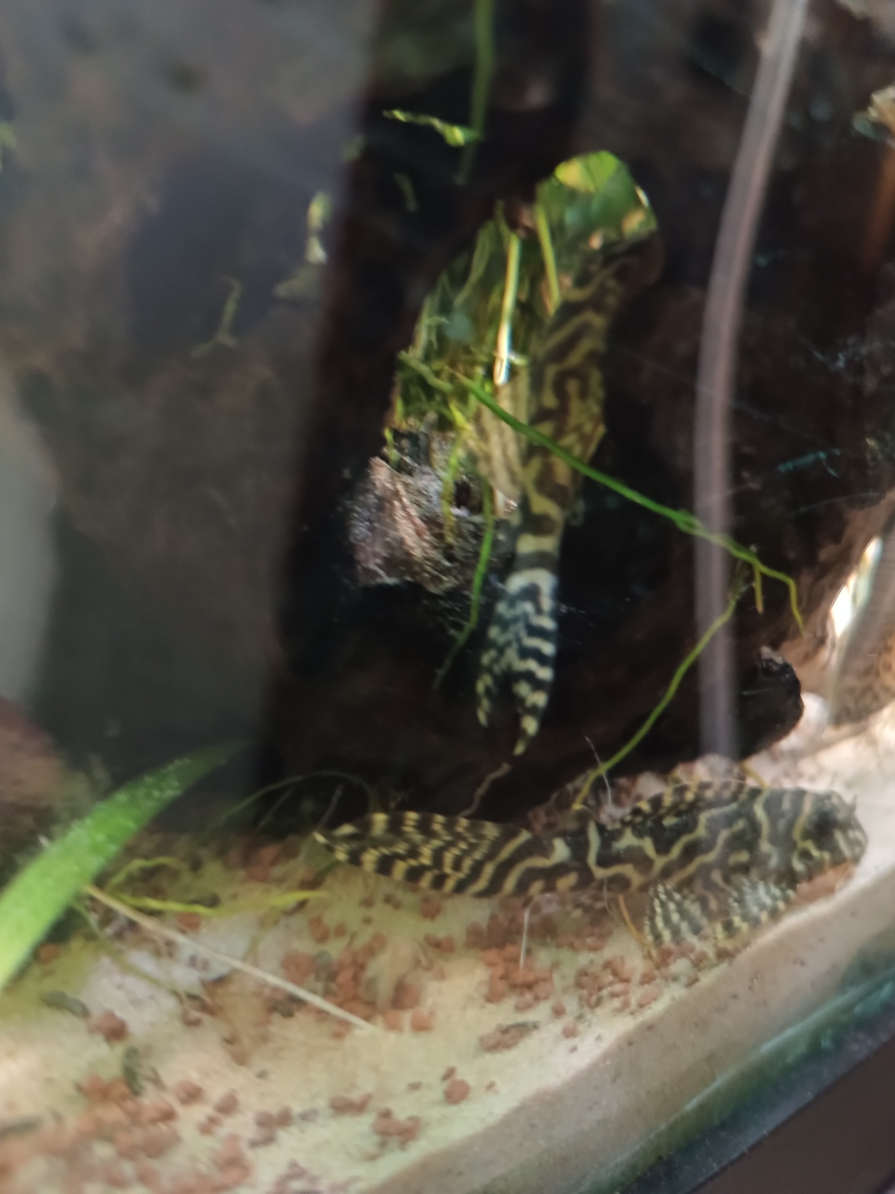 Thumbnail 2 Hypancistrus debilittera