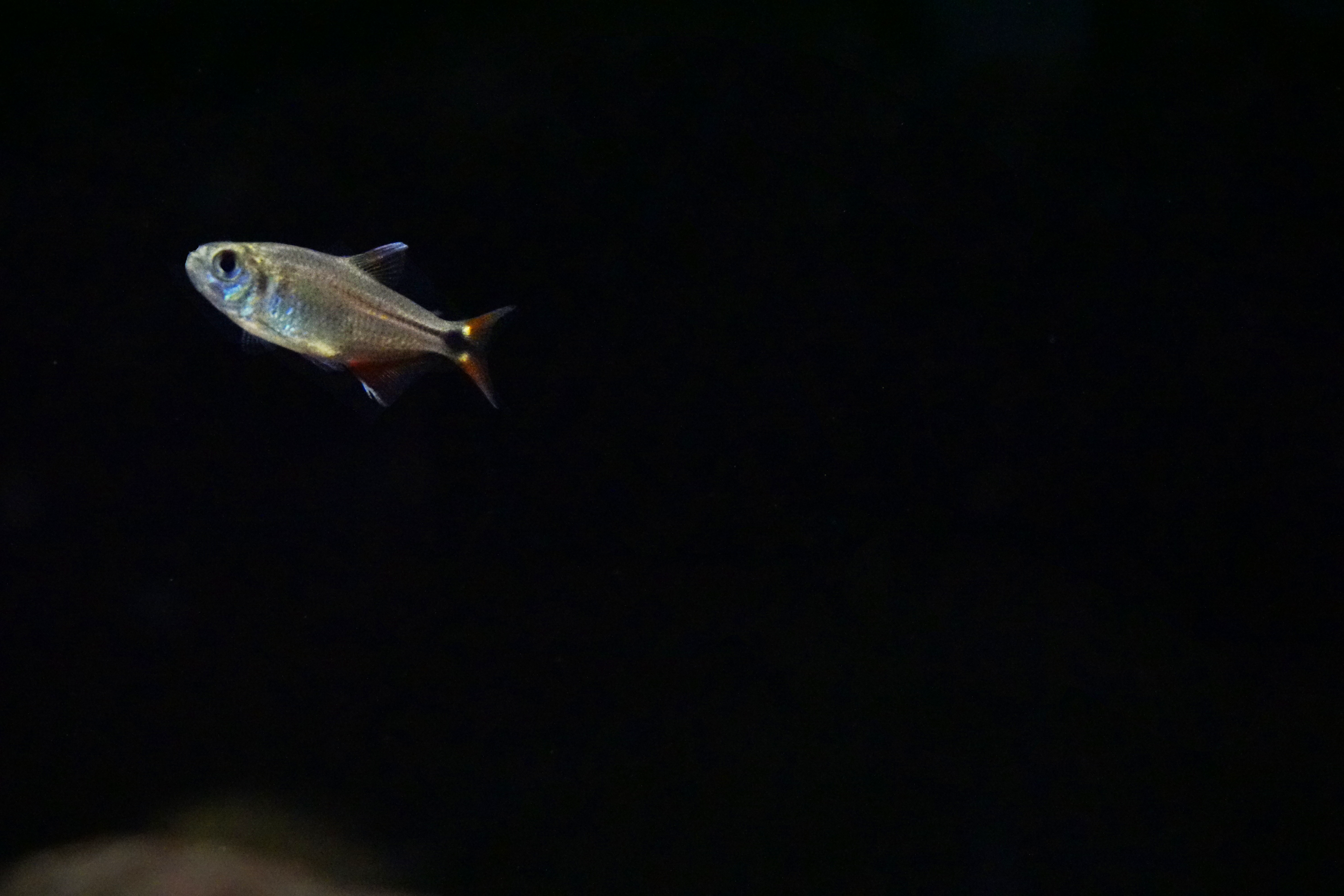 Thumbnail 2 Hyphessobrycon anisitsi