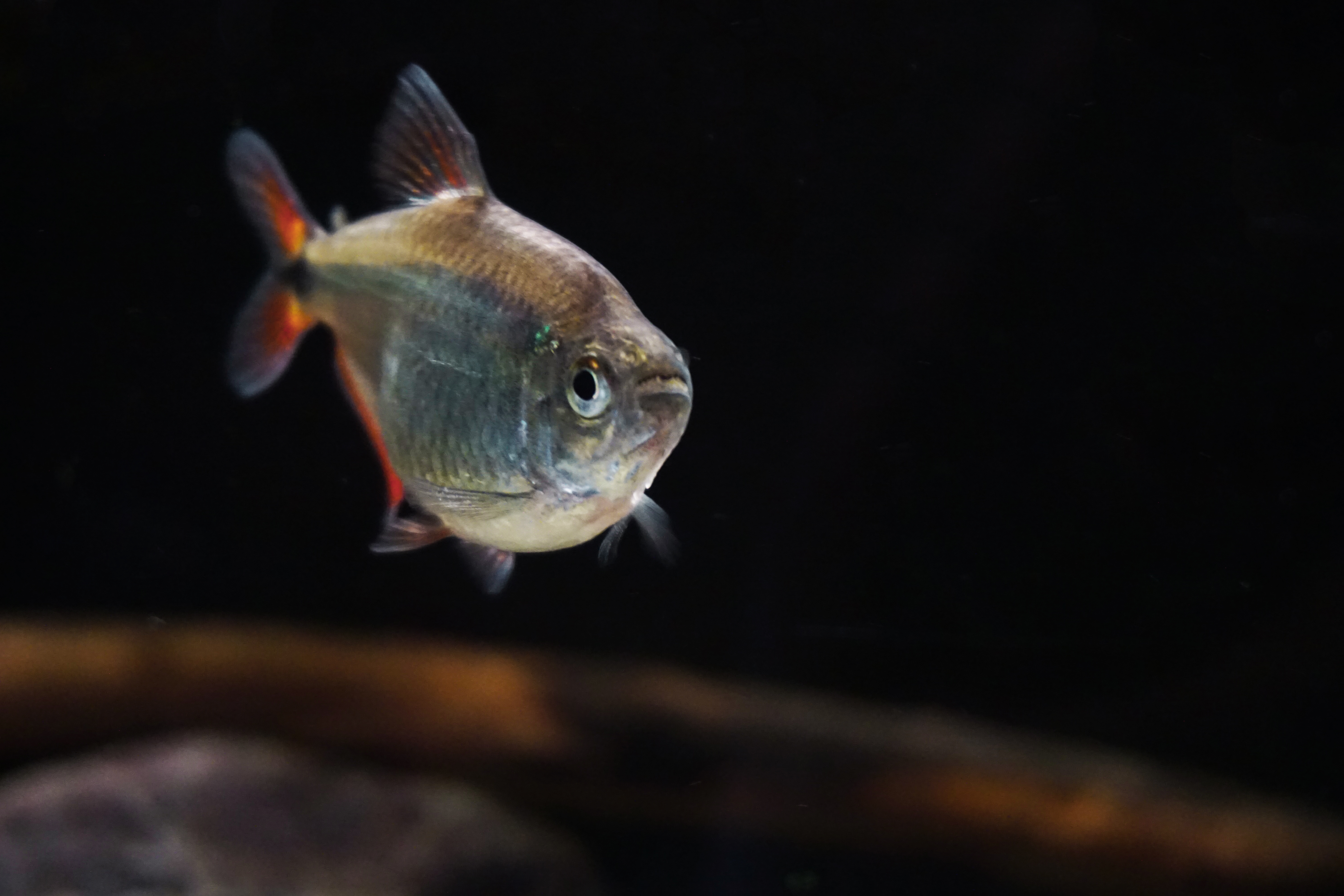 Thumbnail 4 Hyphessobrycon anisitsi