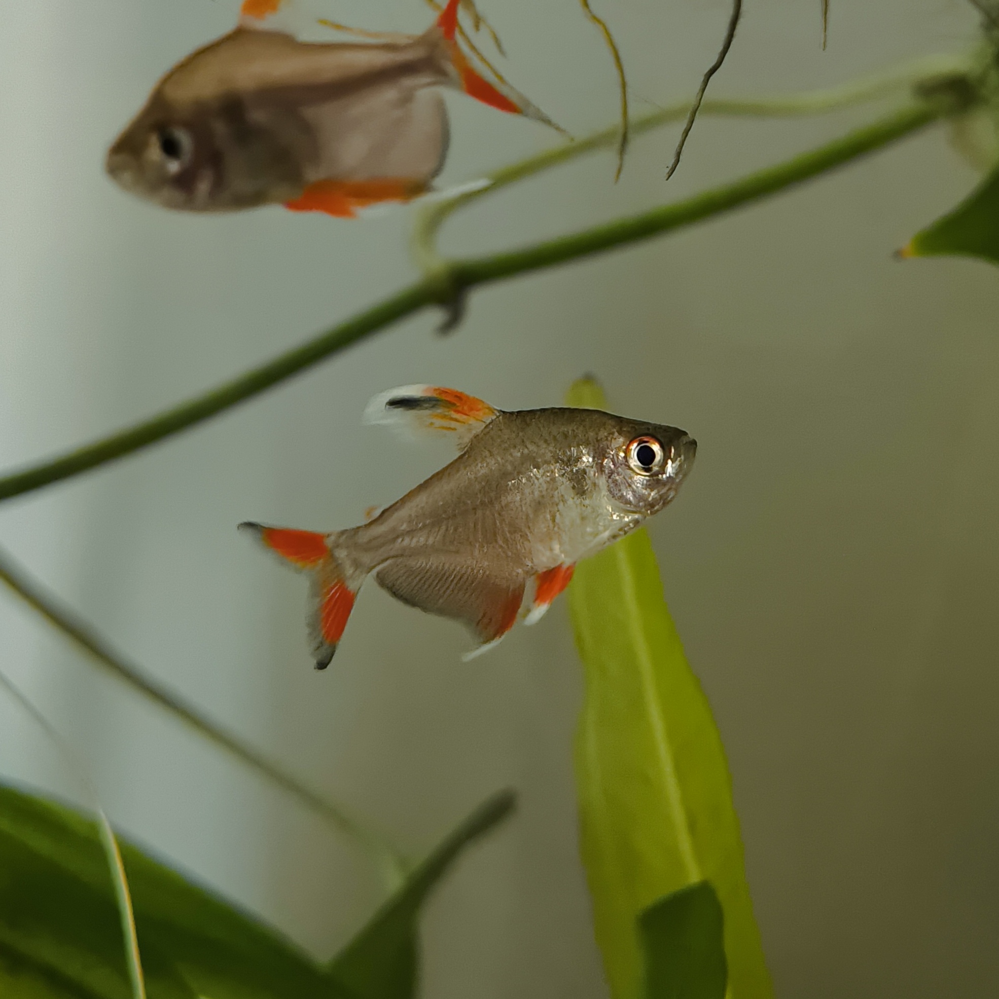 Thumbnail 3 Hyphessobrycon bentosi