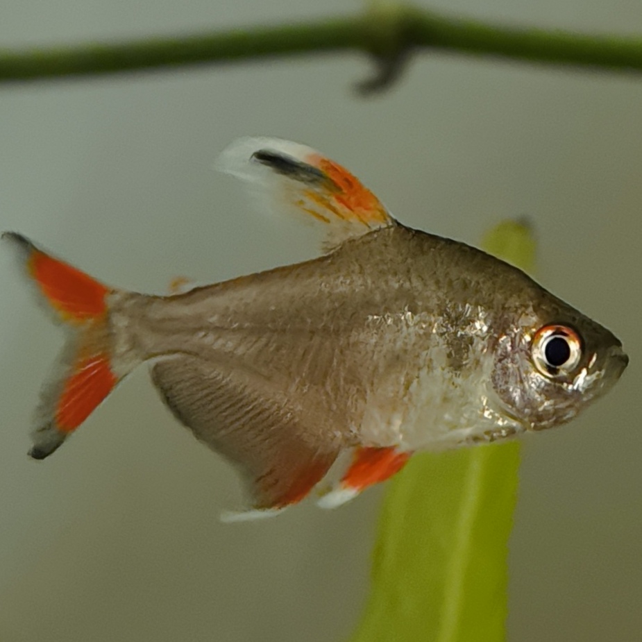 Thumbnail 4 Hyphessobrycon bentosi