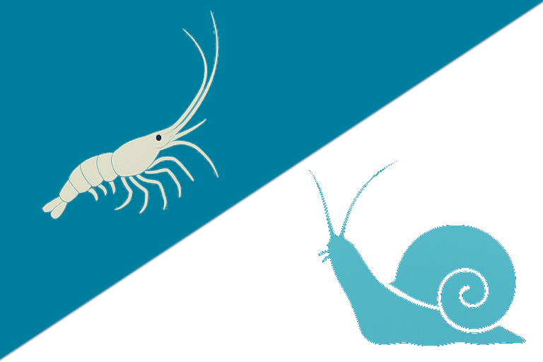 invertebrati