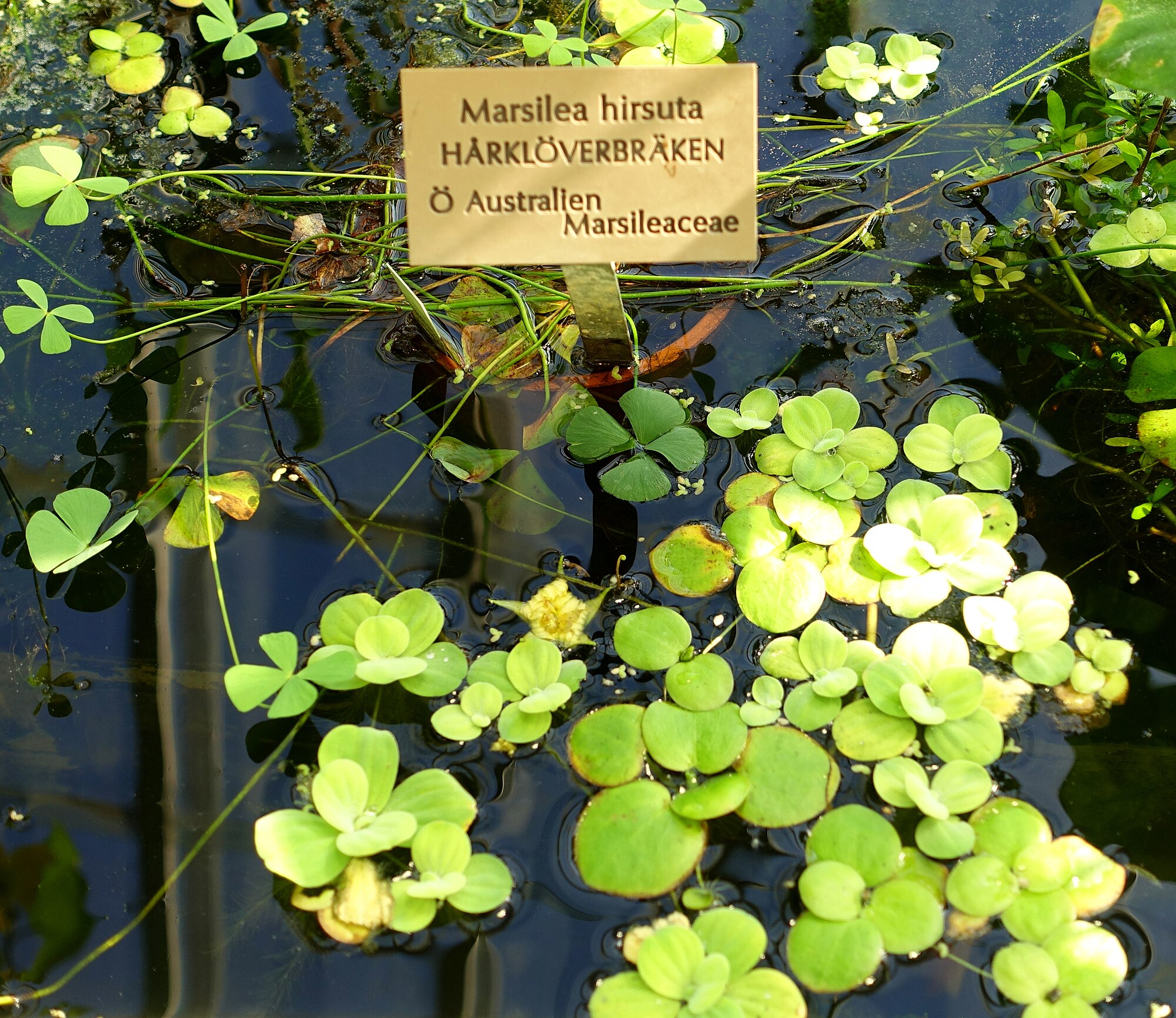 Marsilea hirsuta