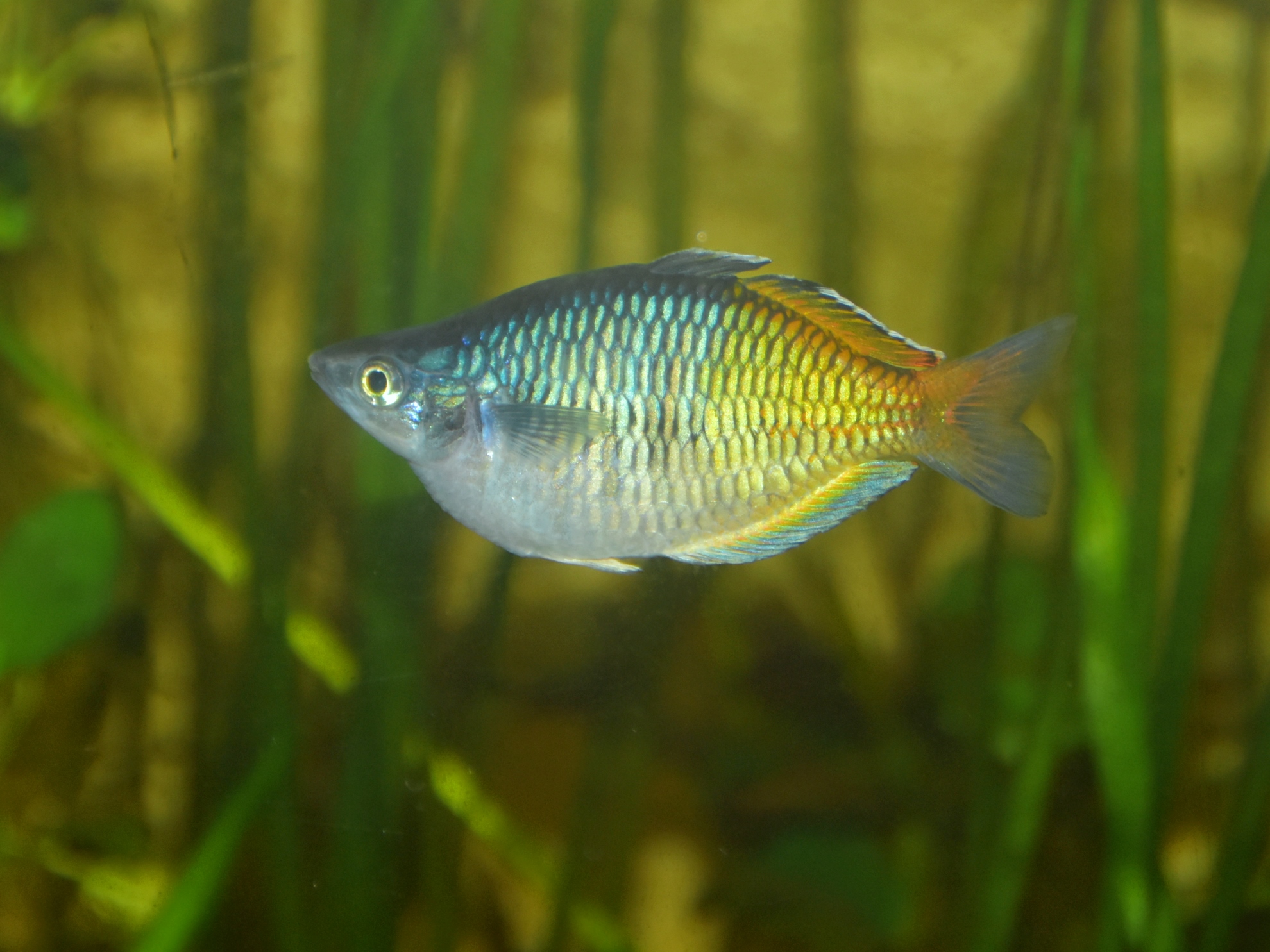 Thumbnail 4 Melanotaenia boesemani