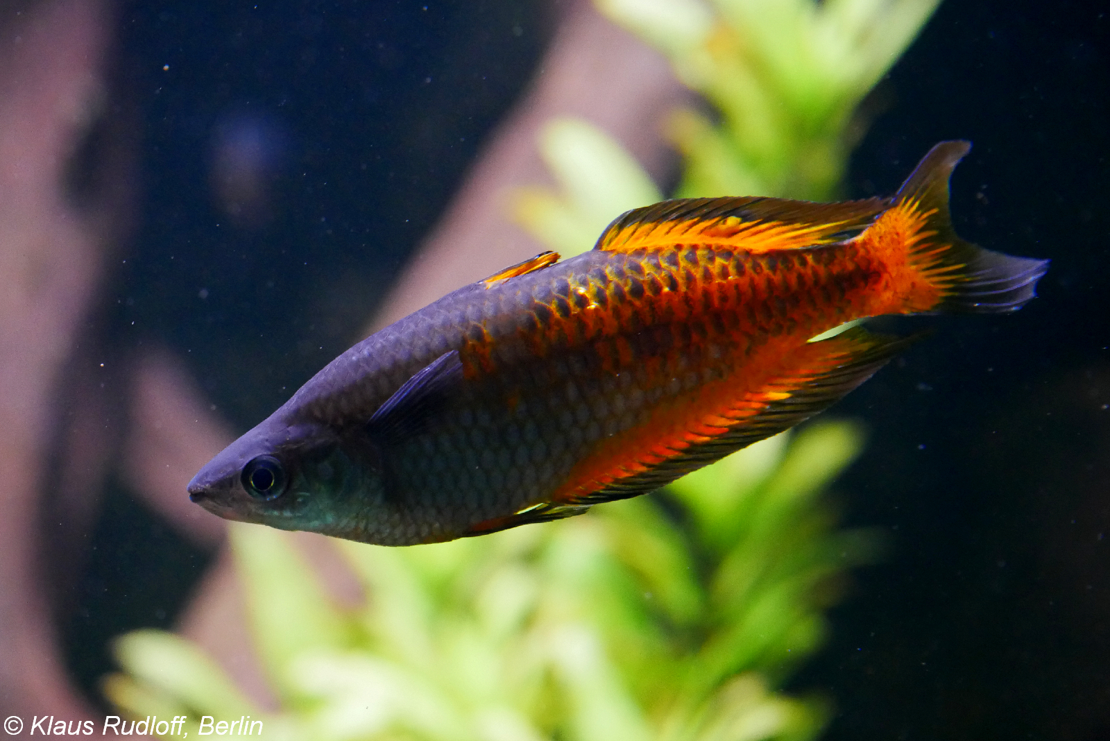 Melanotaenia parkinsoni