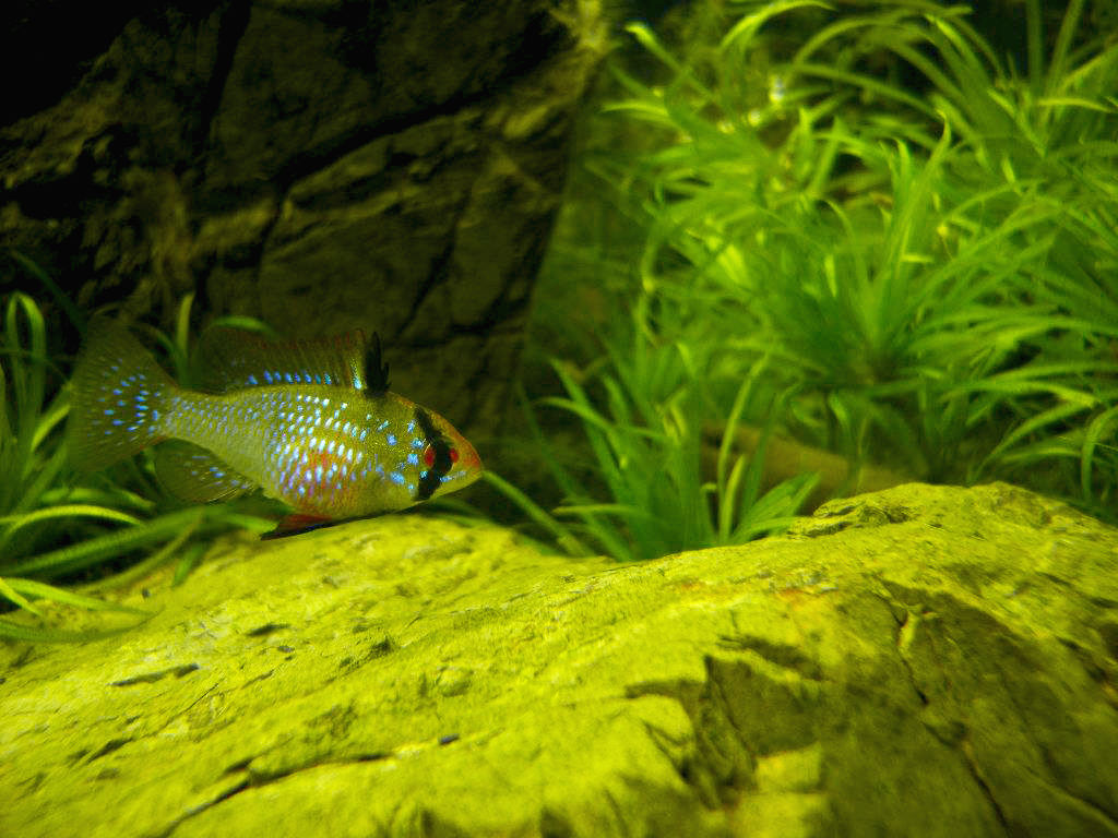 Thumbnail 2 Mikrogeophagus ramirezi