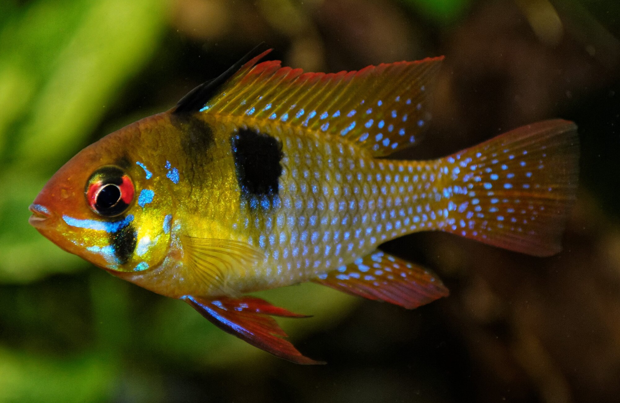 Thumbnail 5 Mikrogeophagus ramirezi