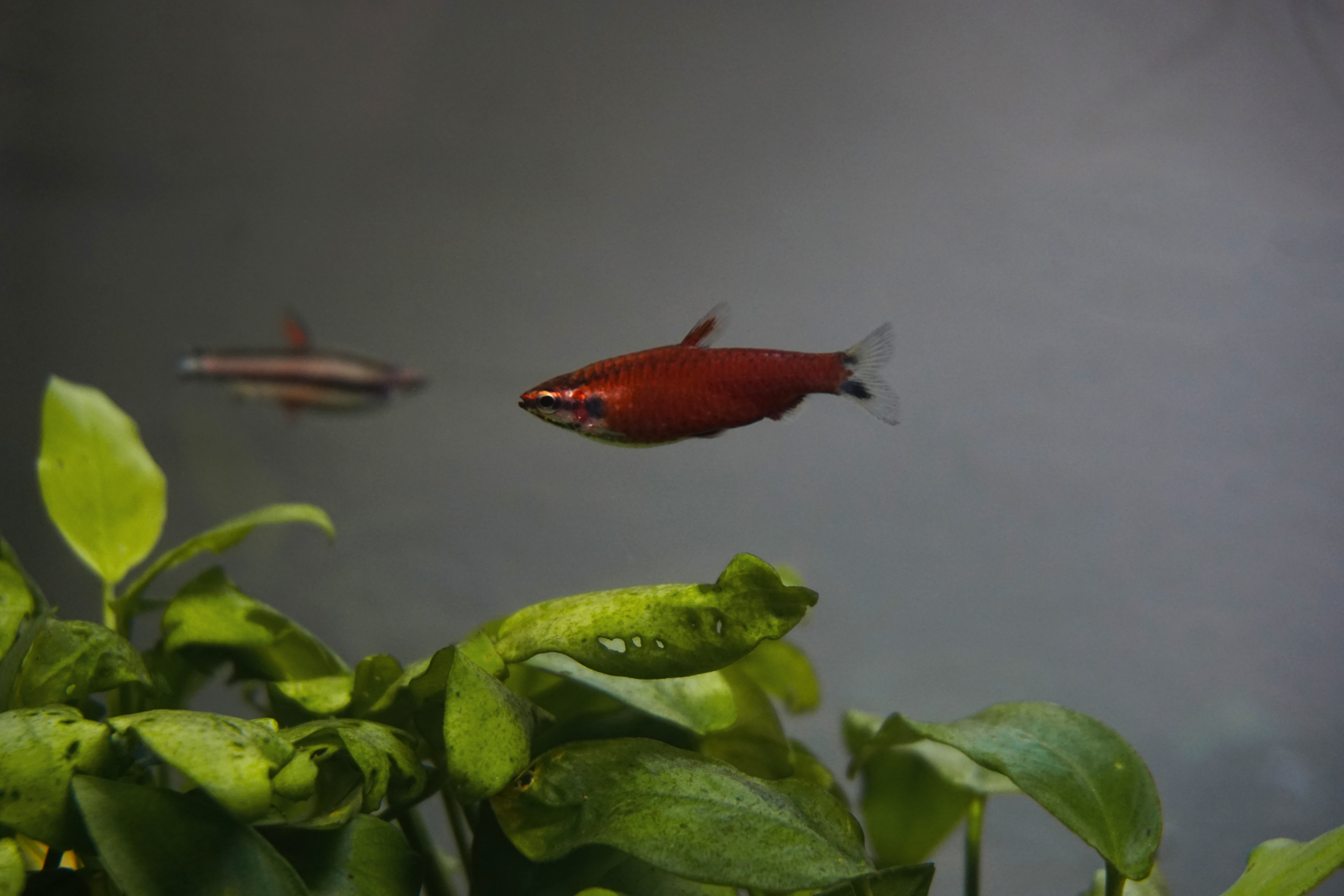 Thumbnail 2 Nannostomus beckfordi