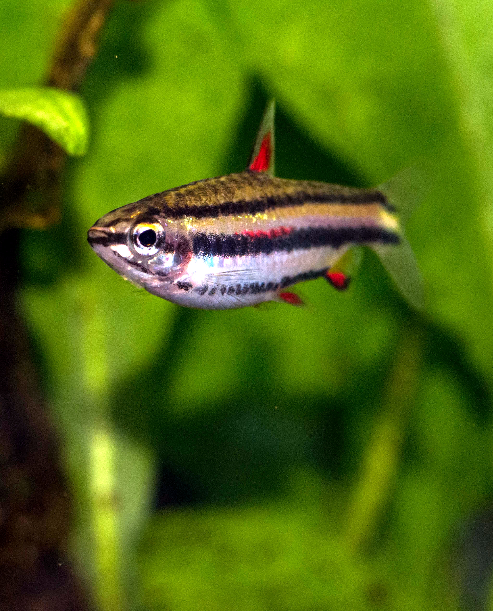 Thumbnail 2 Nannostomus marginatus