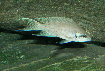 Thumbnail 4 Neolamprologus brichardi