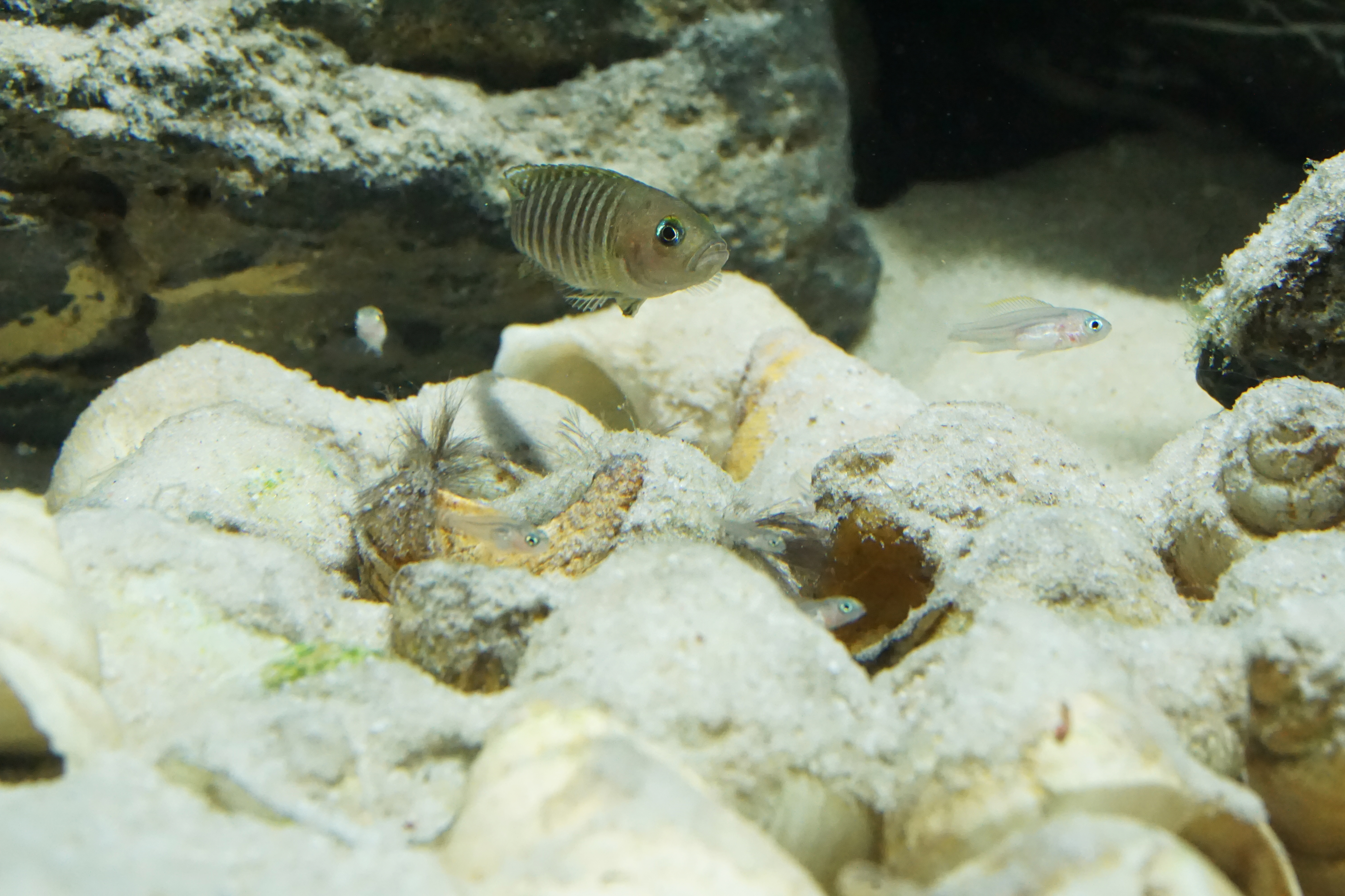 Thumbnail 5 Neolamprologus multifasciatus