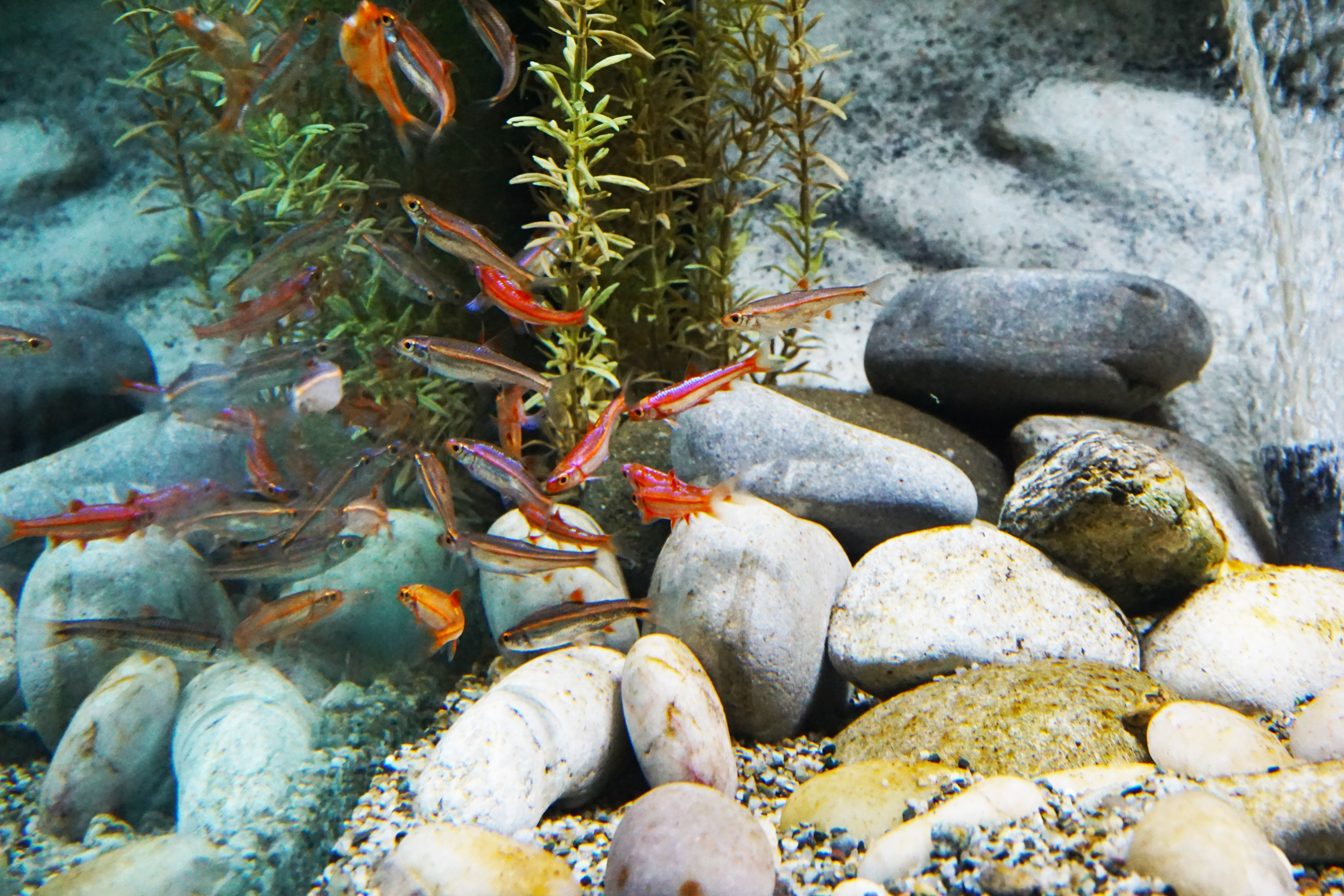 Thumbnail 7 Notropis chrosomus