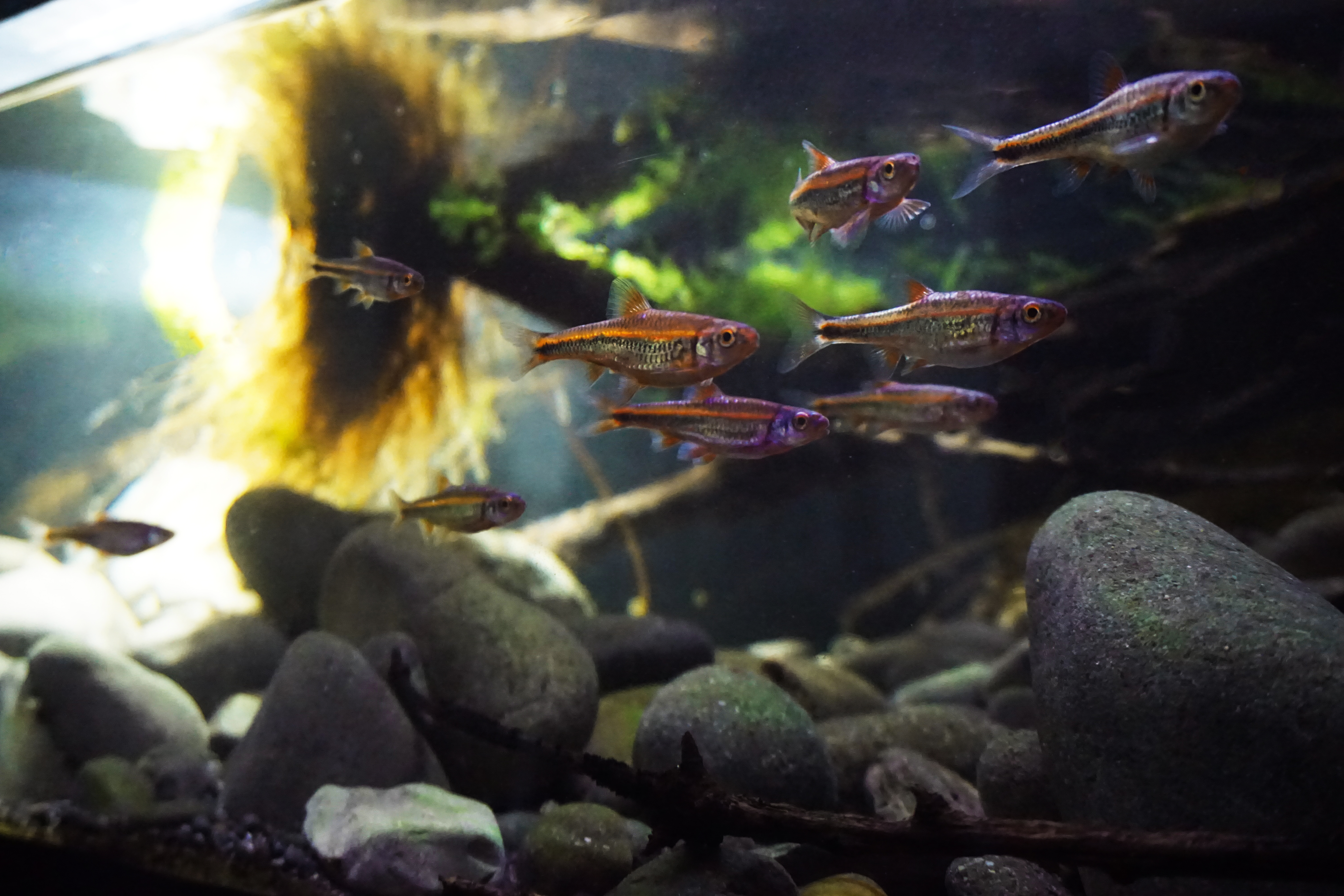 Thumbnail 9 Notropis chrosomus