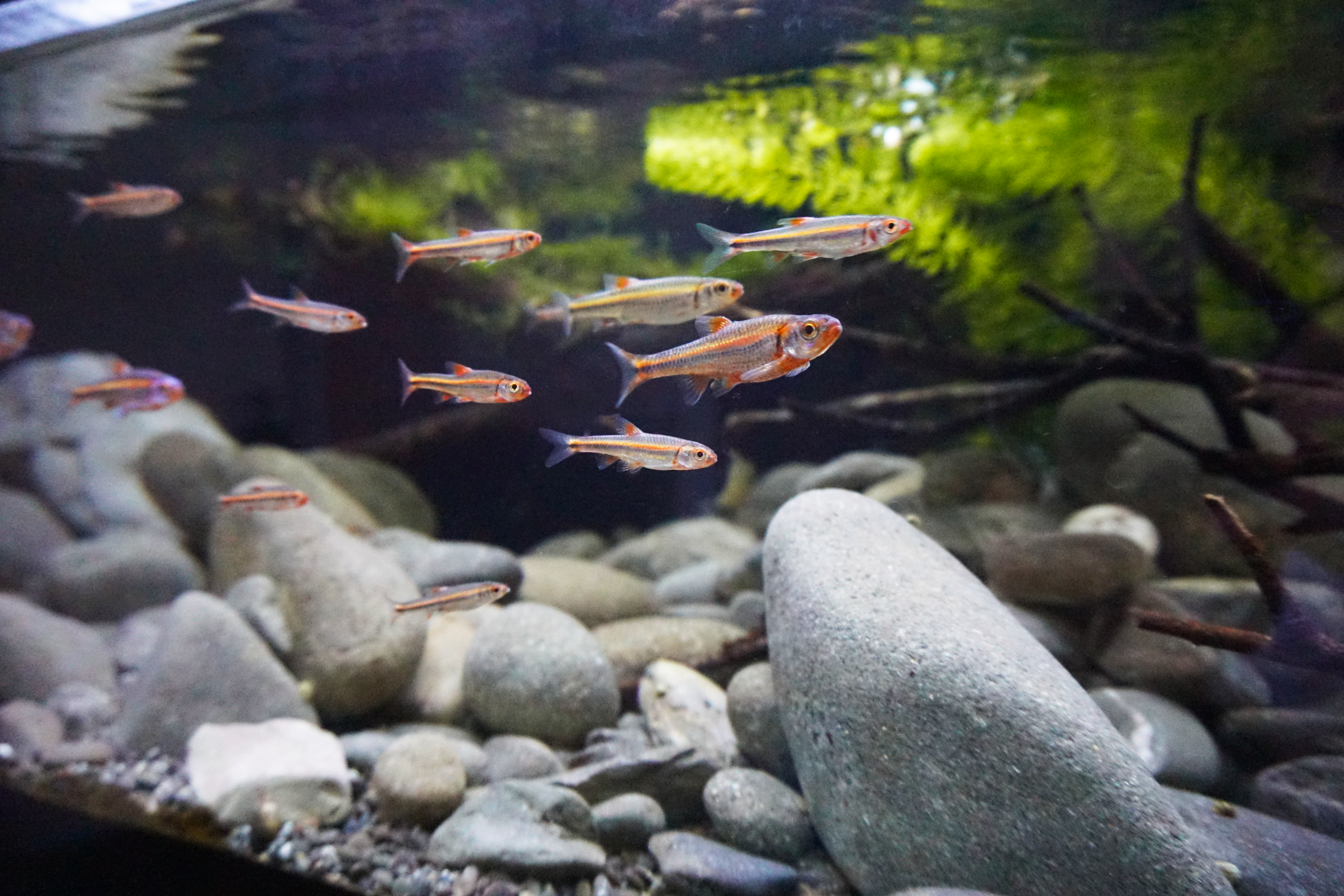 Thumbnail 10 Notropis chrosomus