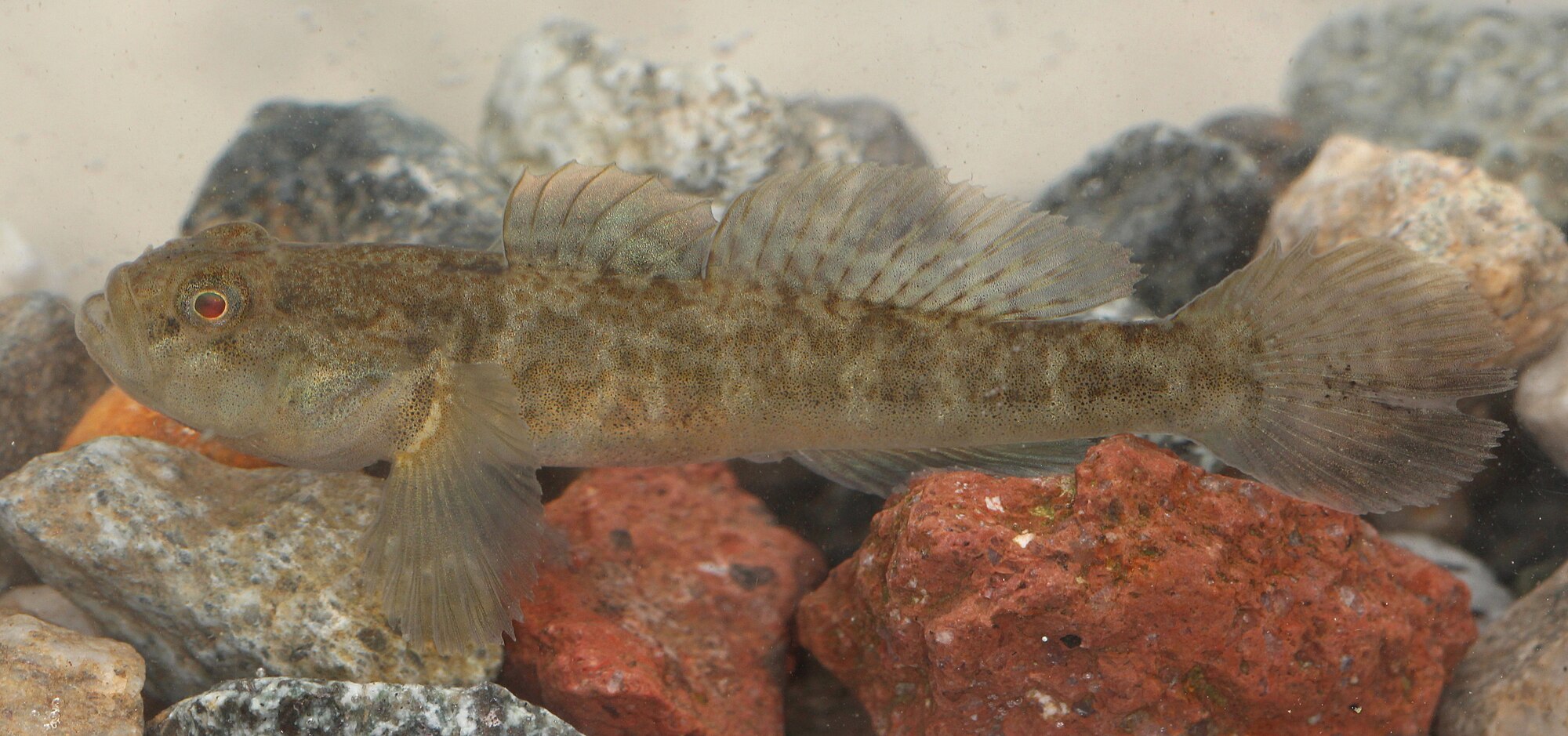 Thumbnail 2 Padogobius bonelli