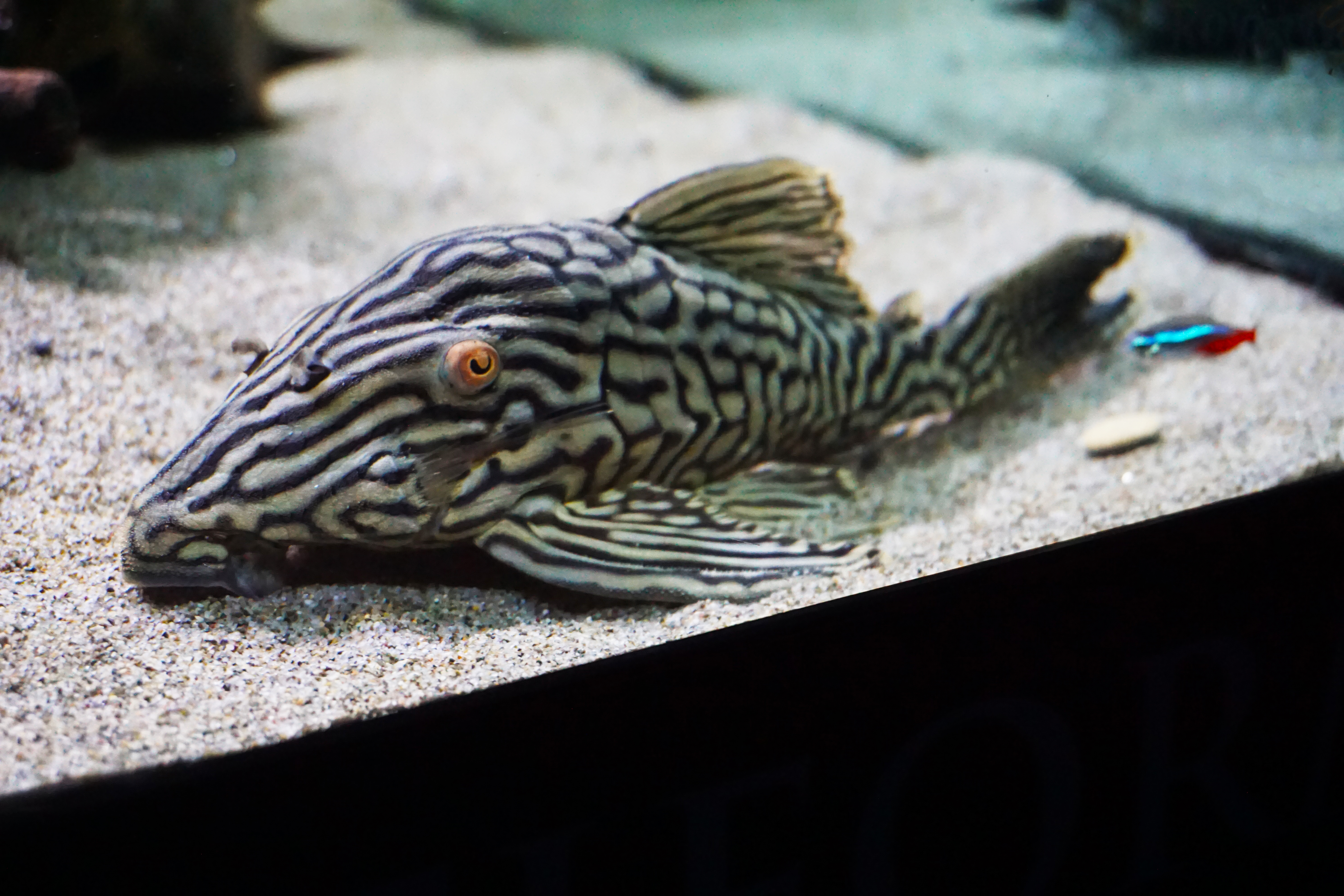 Thumbnail 4 Panaque nigrolineatus