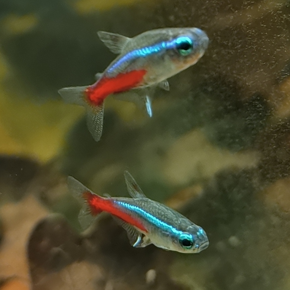 Thumbnail 3 Paracheirodon innesi