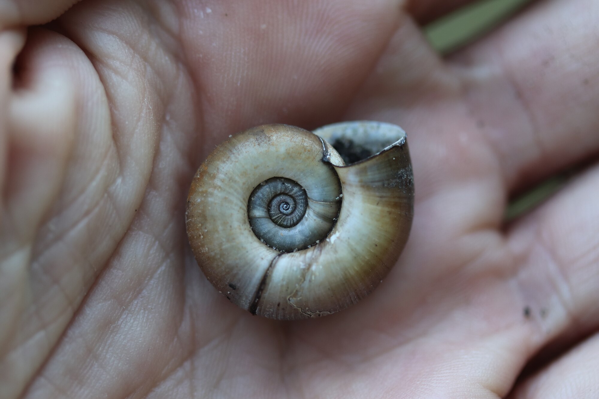 Thumbnail 2 Planorbarius corneus