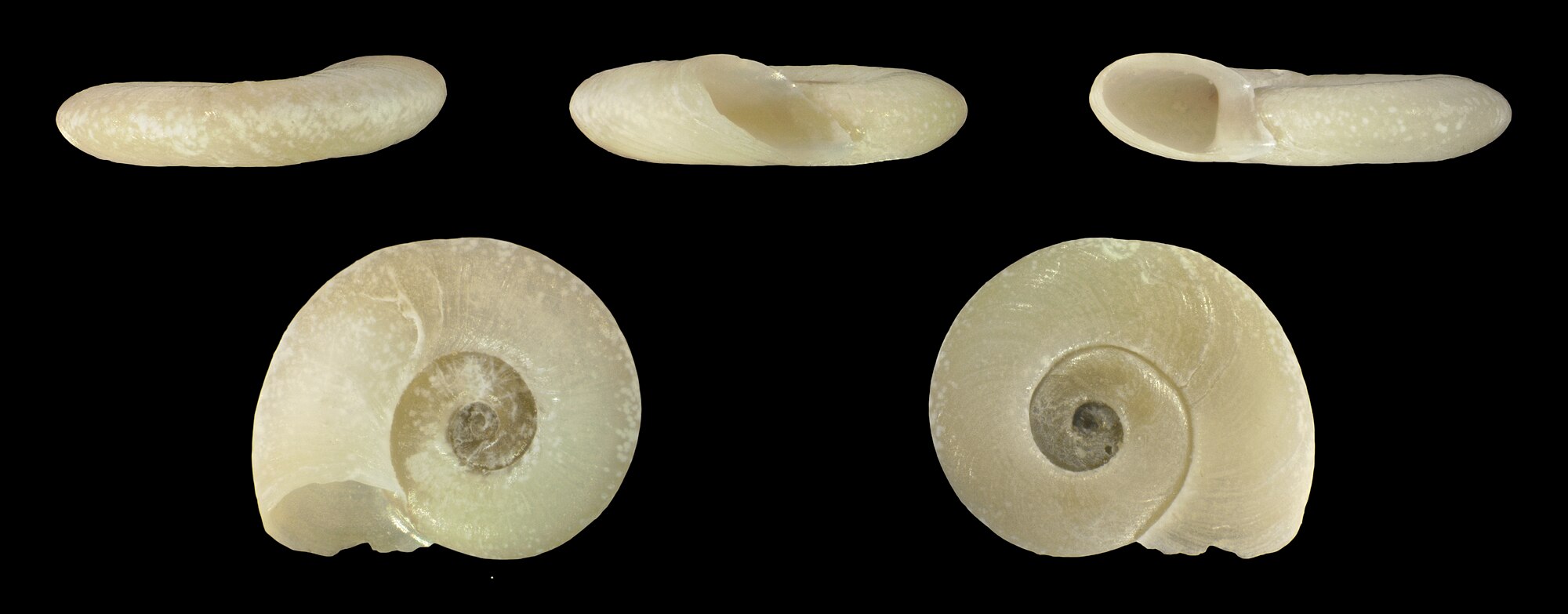 Thumbnail 2 Planorbis planorbis